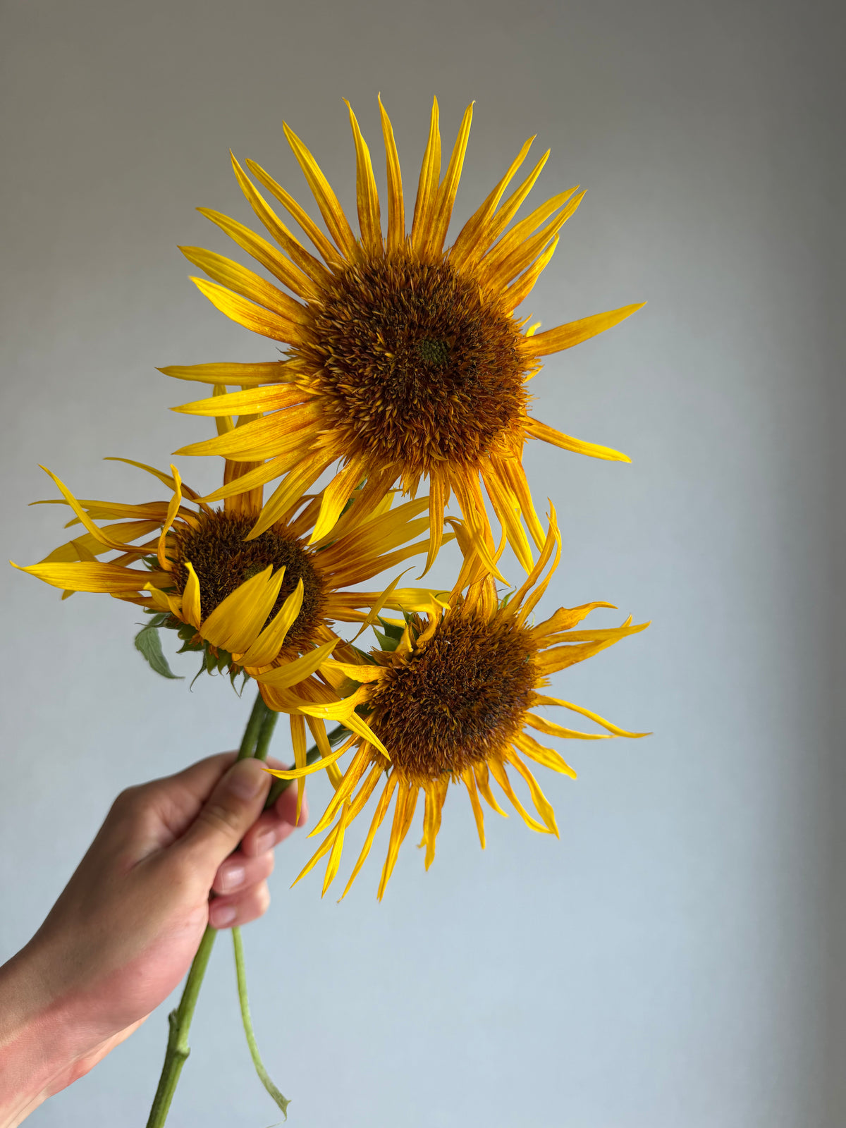 Sunflower (Helianthus) Astra Yellow - FluffyFlower