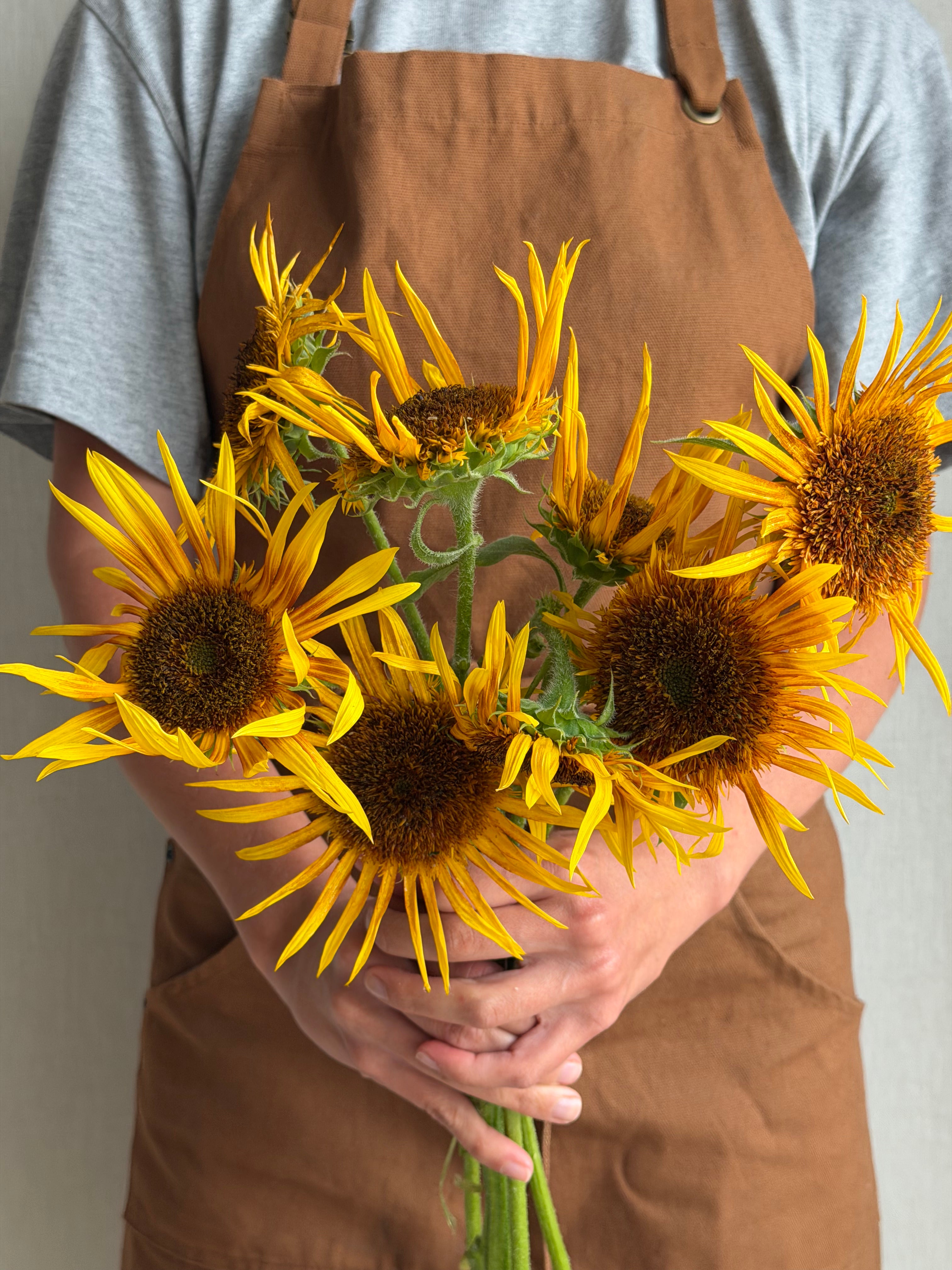 Sunflower (Helianthus) Astra Yellow - FluffyFlower
