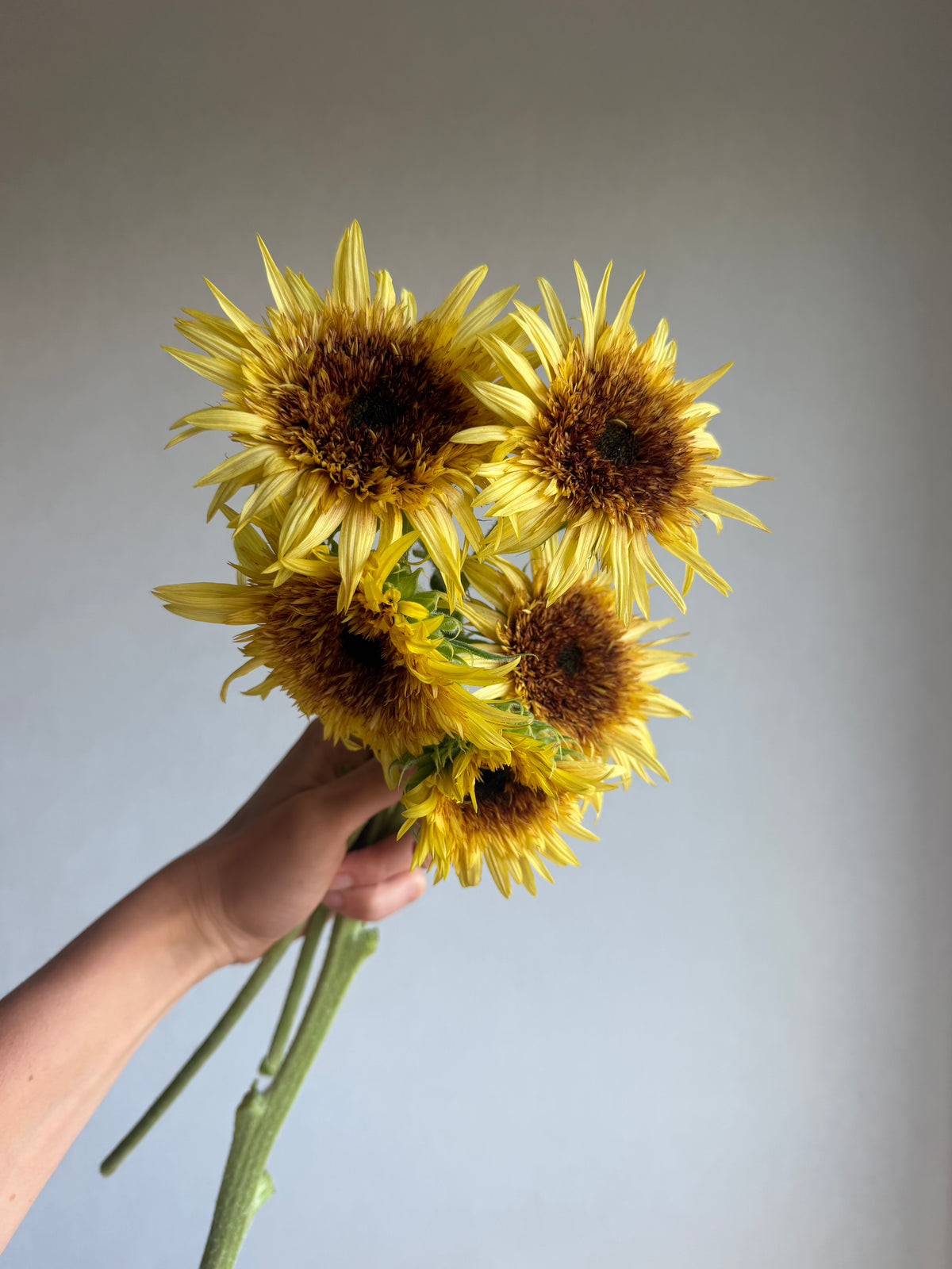 Sunflower (Helianthus) Astra Rose - FluffyFlower