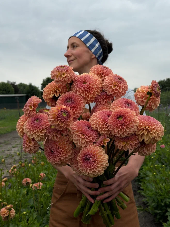 Dahlia Valley Tawny_FluffyFlower