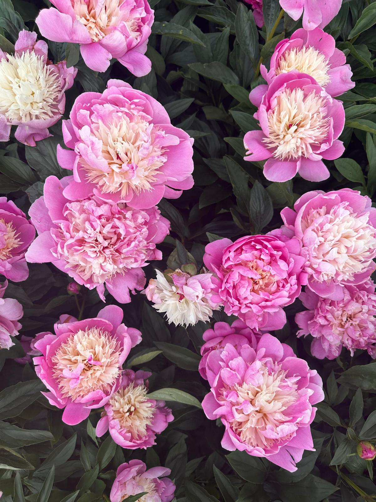 Peony Bowl of Beauty