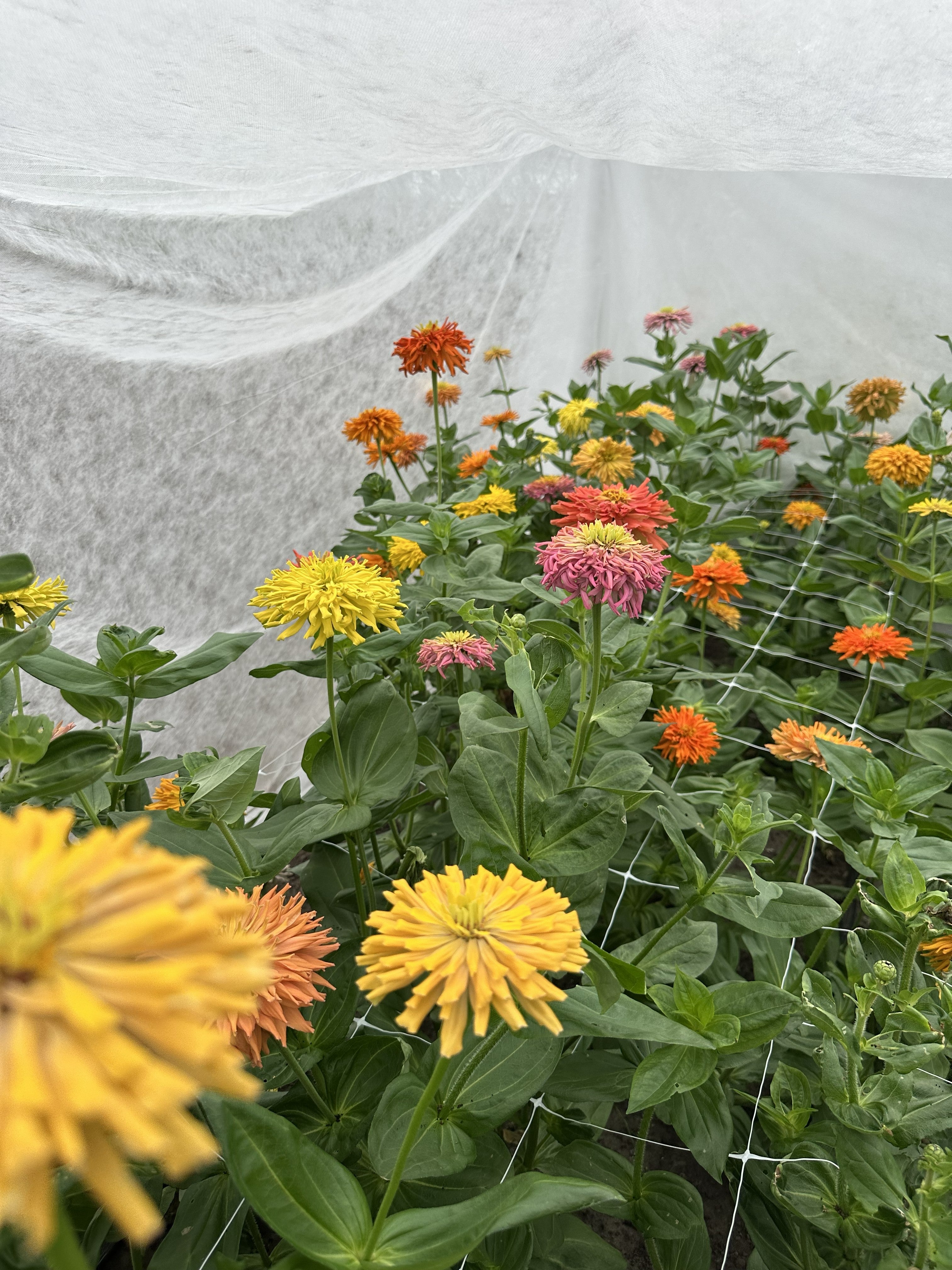 Zinnia-Agave-FluffyFlower