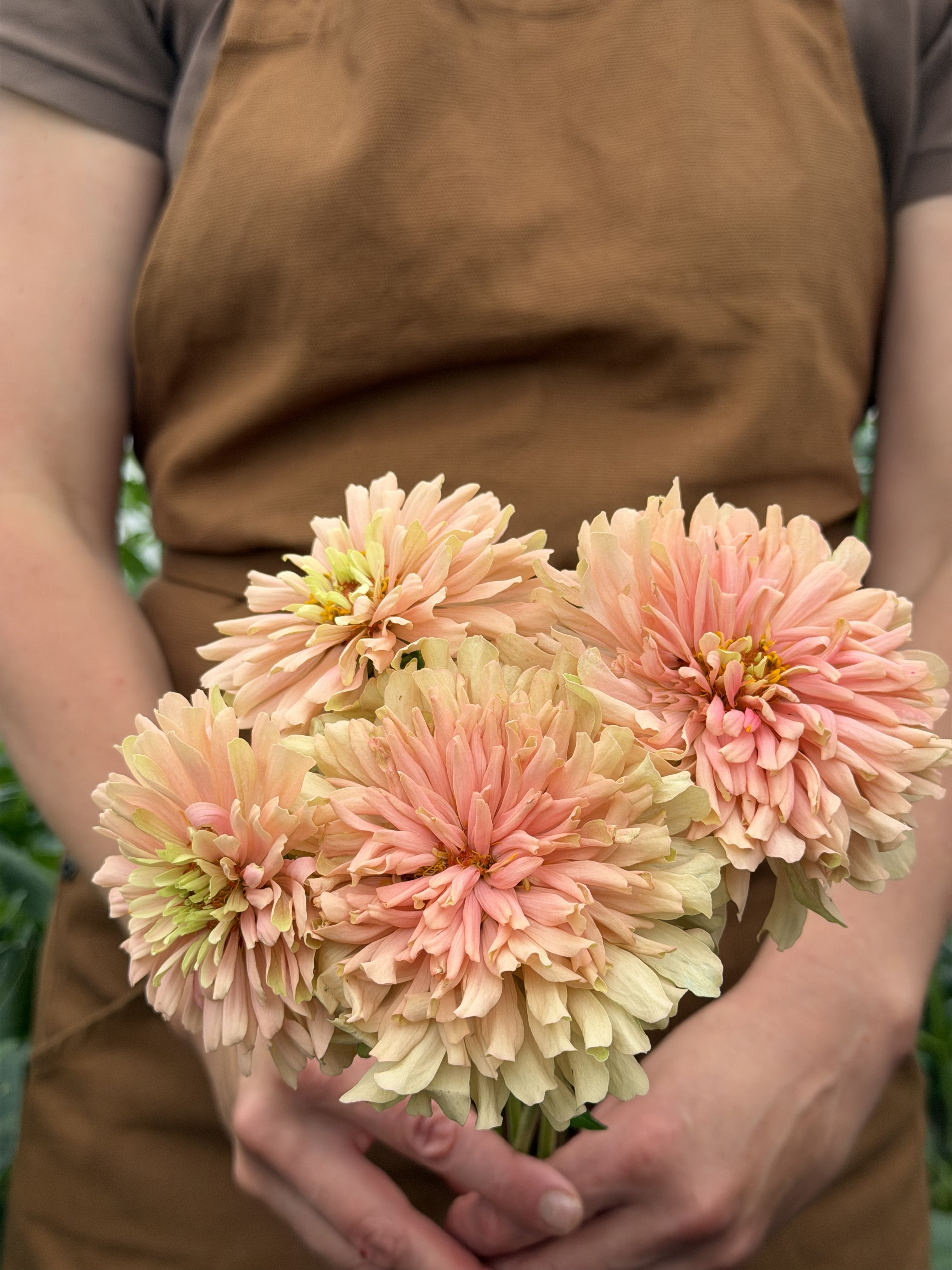 Zinnia Dawn Creek Pastels-FluffyFlower