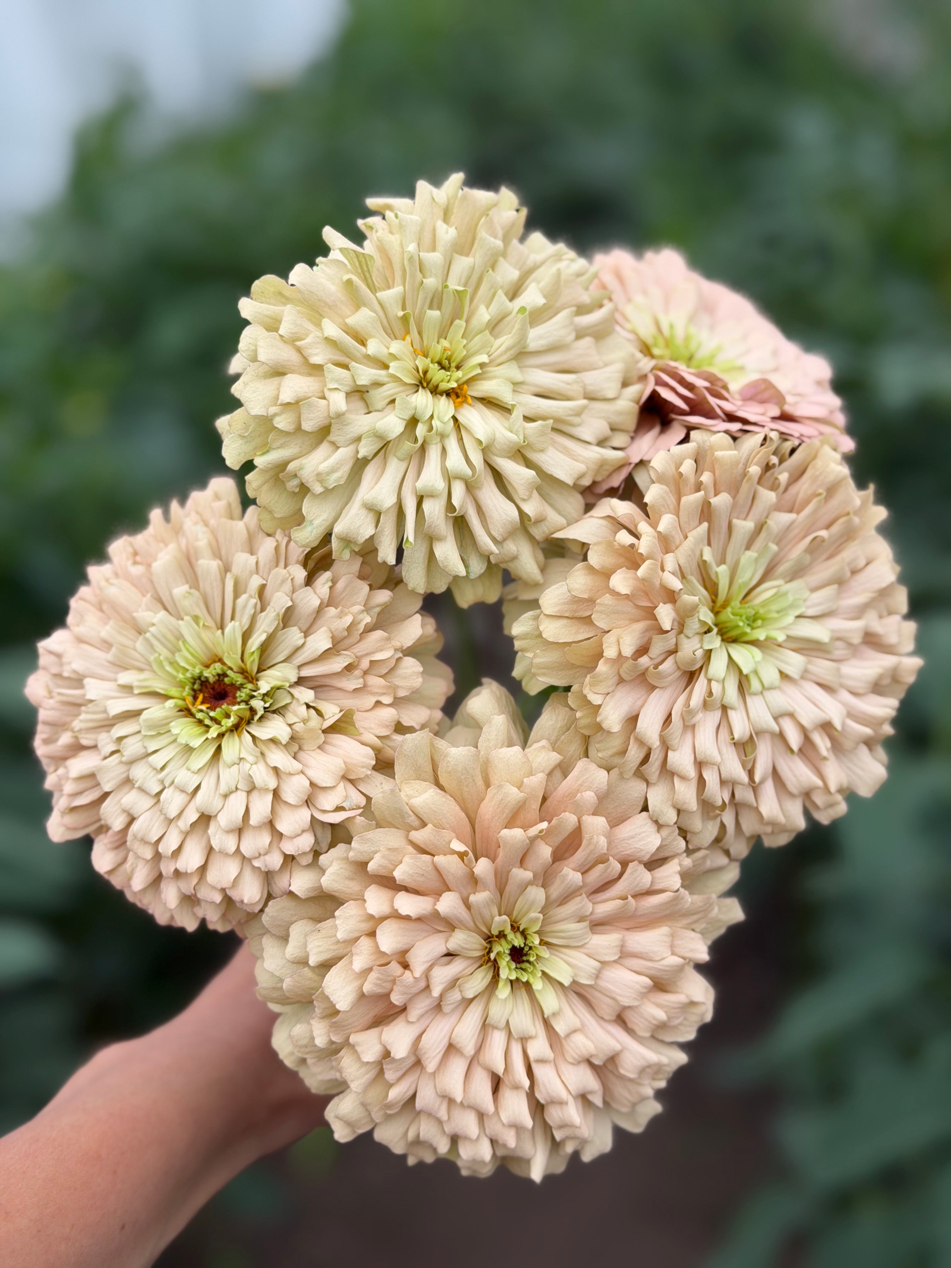 Zinnia-Linen-FluffyFlower