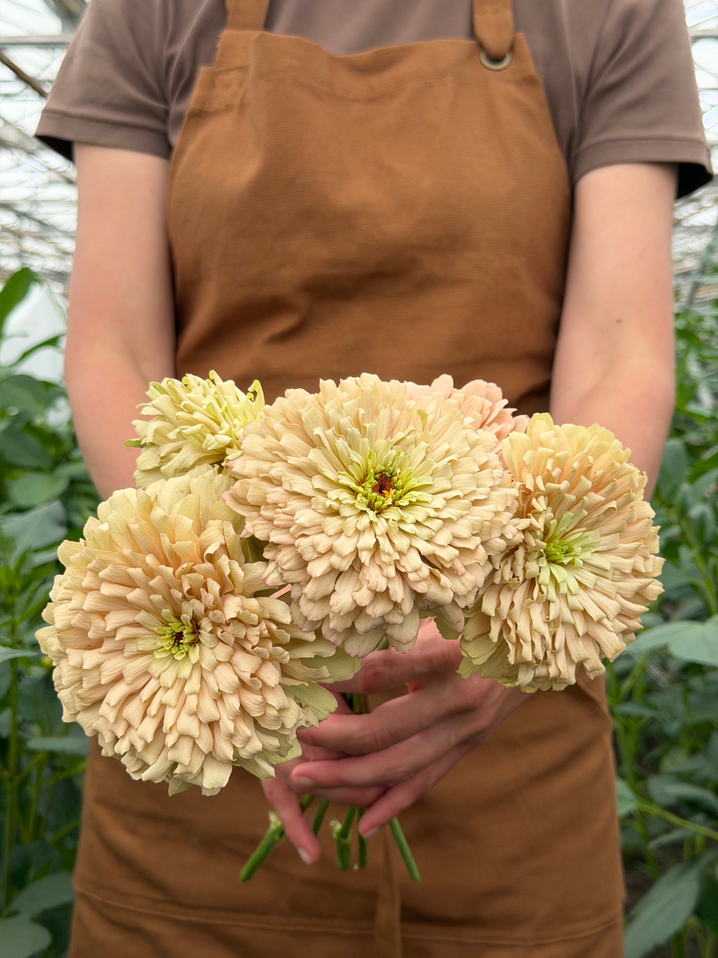 Zinnia-Linen-FluffyFlower
