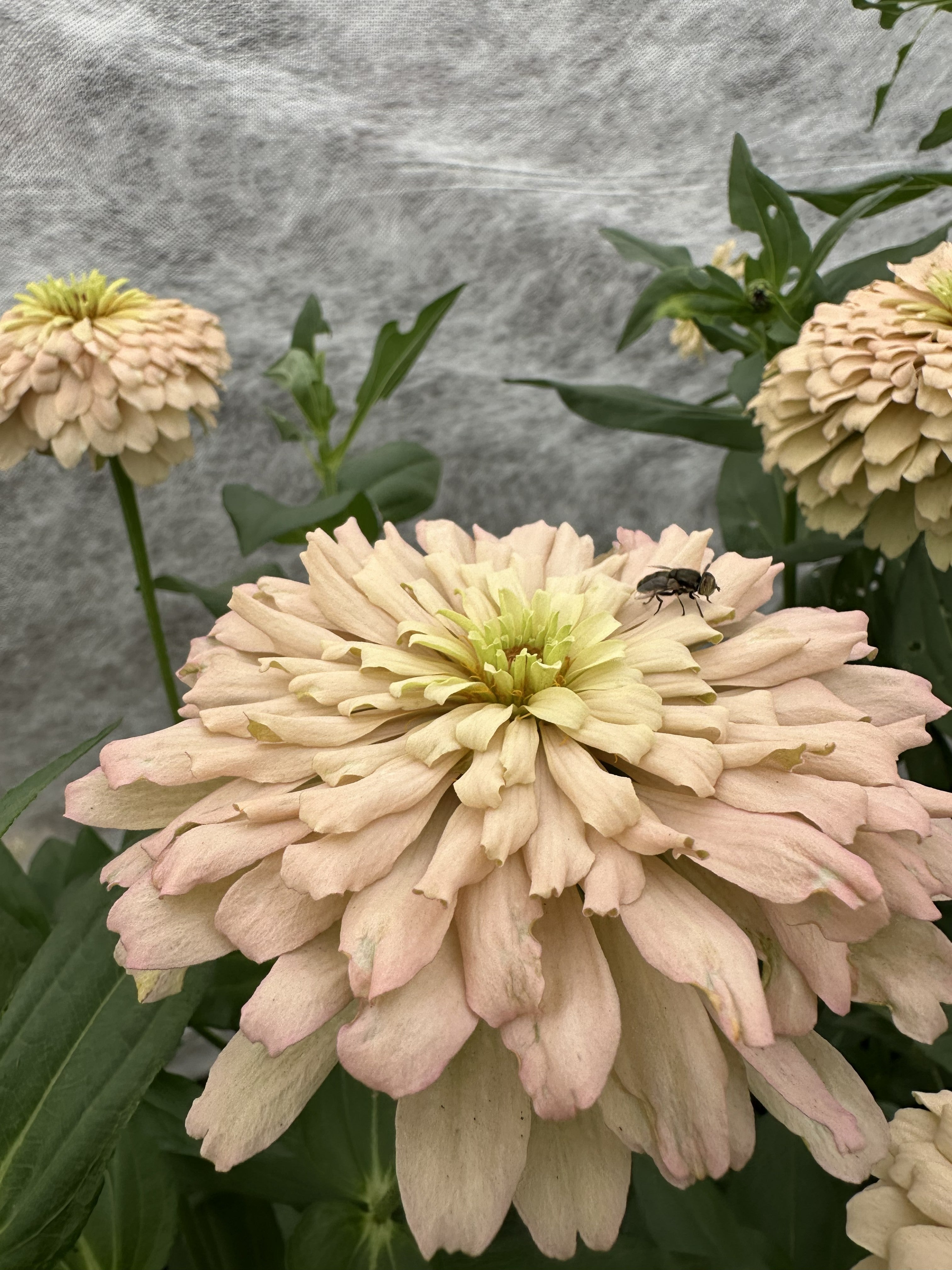 Zinnia-Linen-FluffyFlower