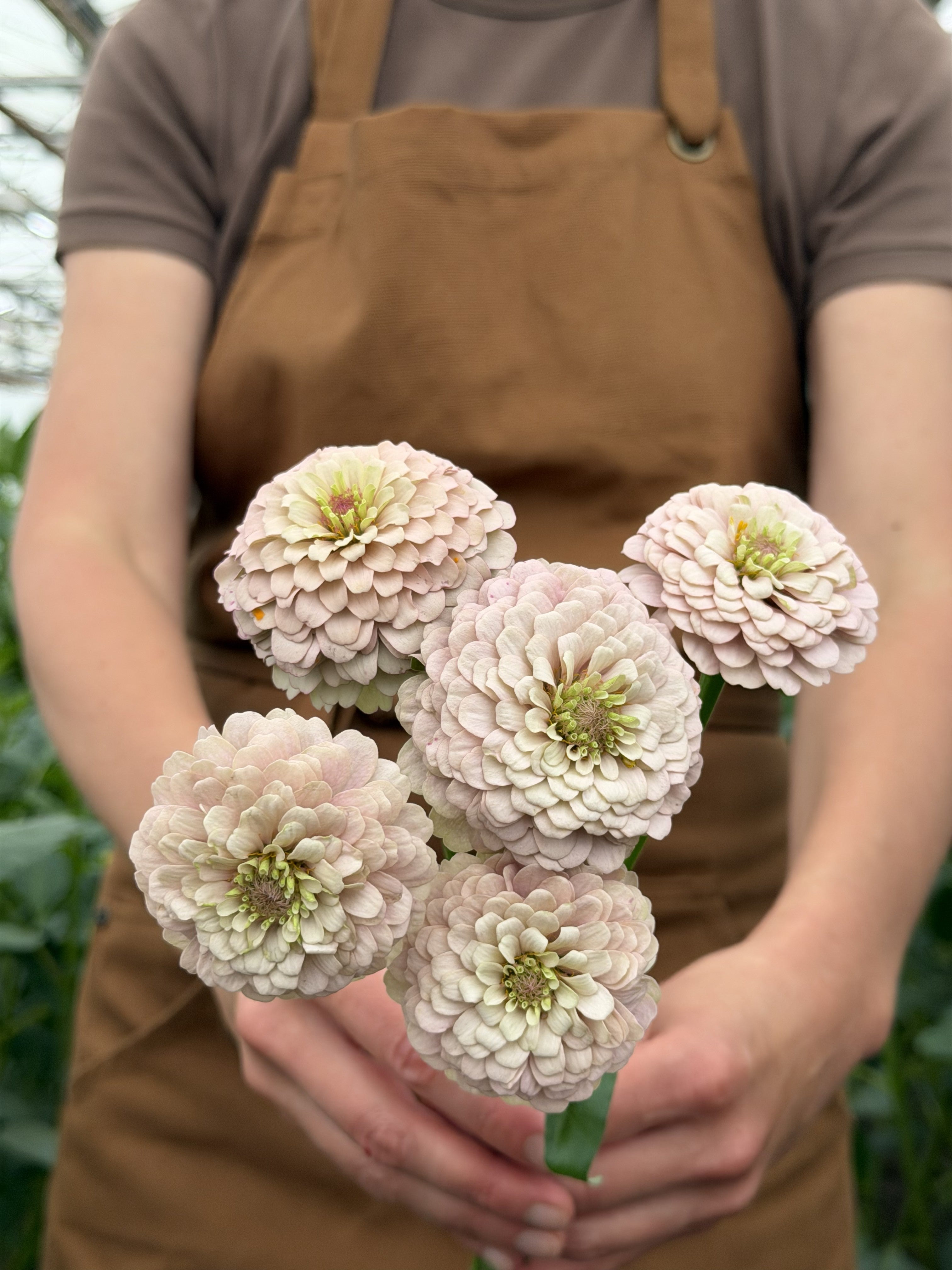 Zinnia Victorian Wedding-FluffyFlower