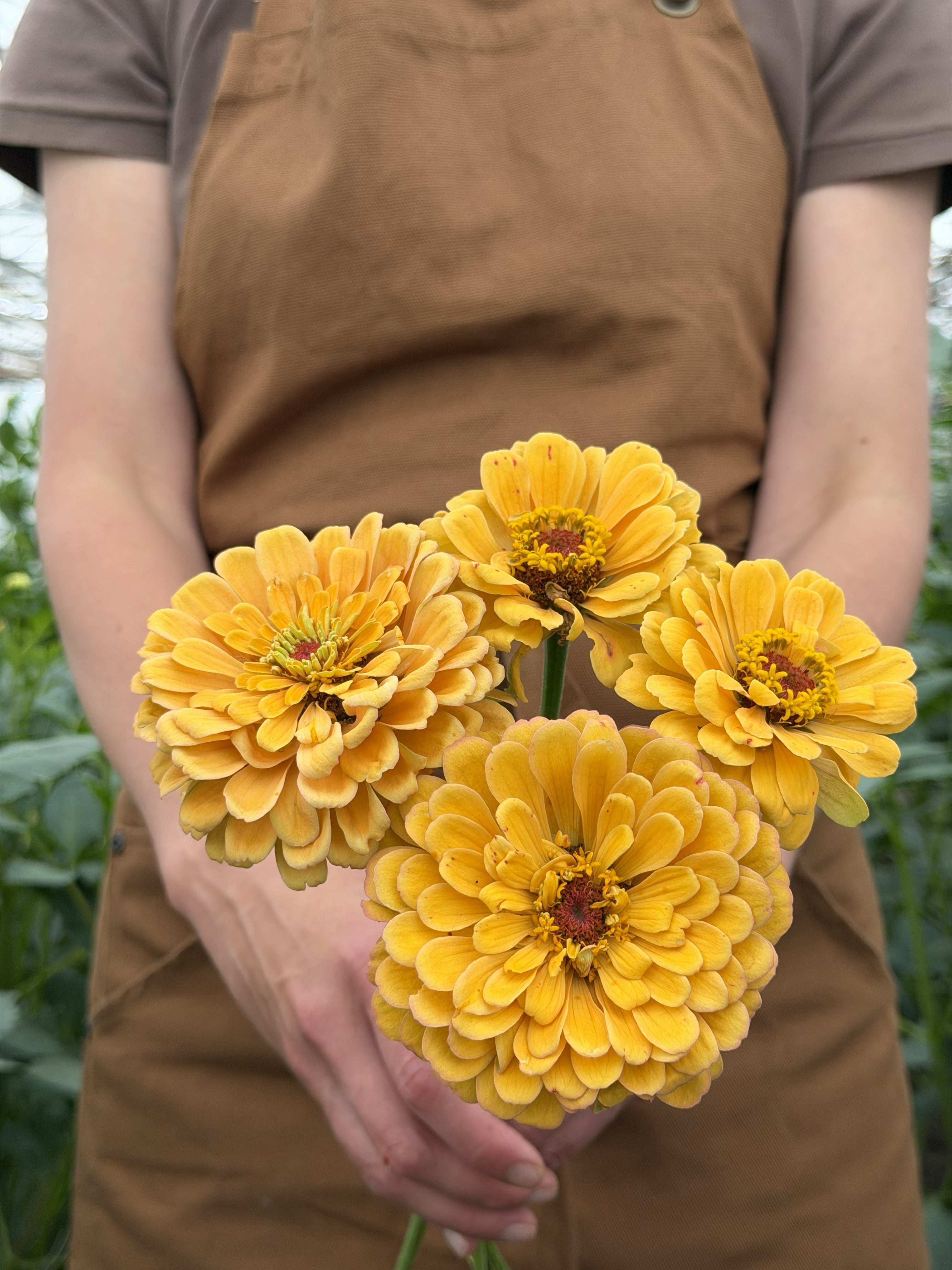 Zinnia Golden Hour-FluffyFlower