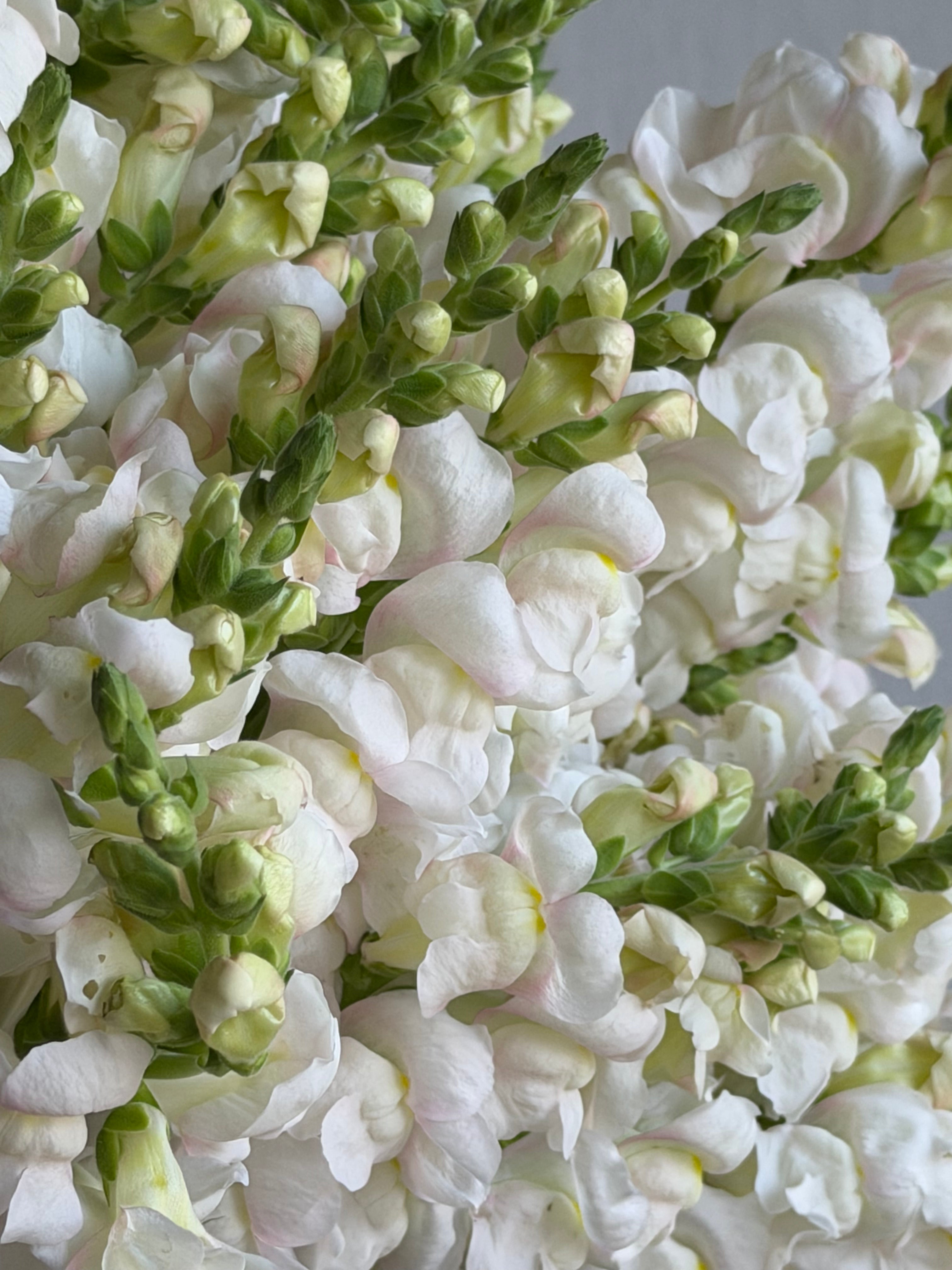 Antirrhinum Avignon Silver-FluffyFlower