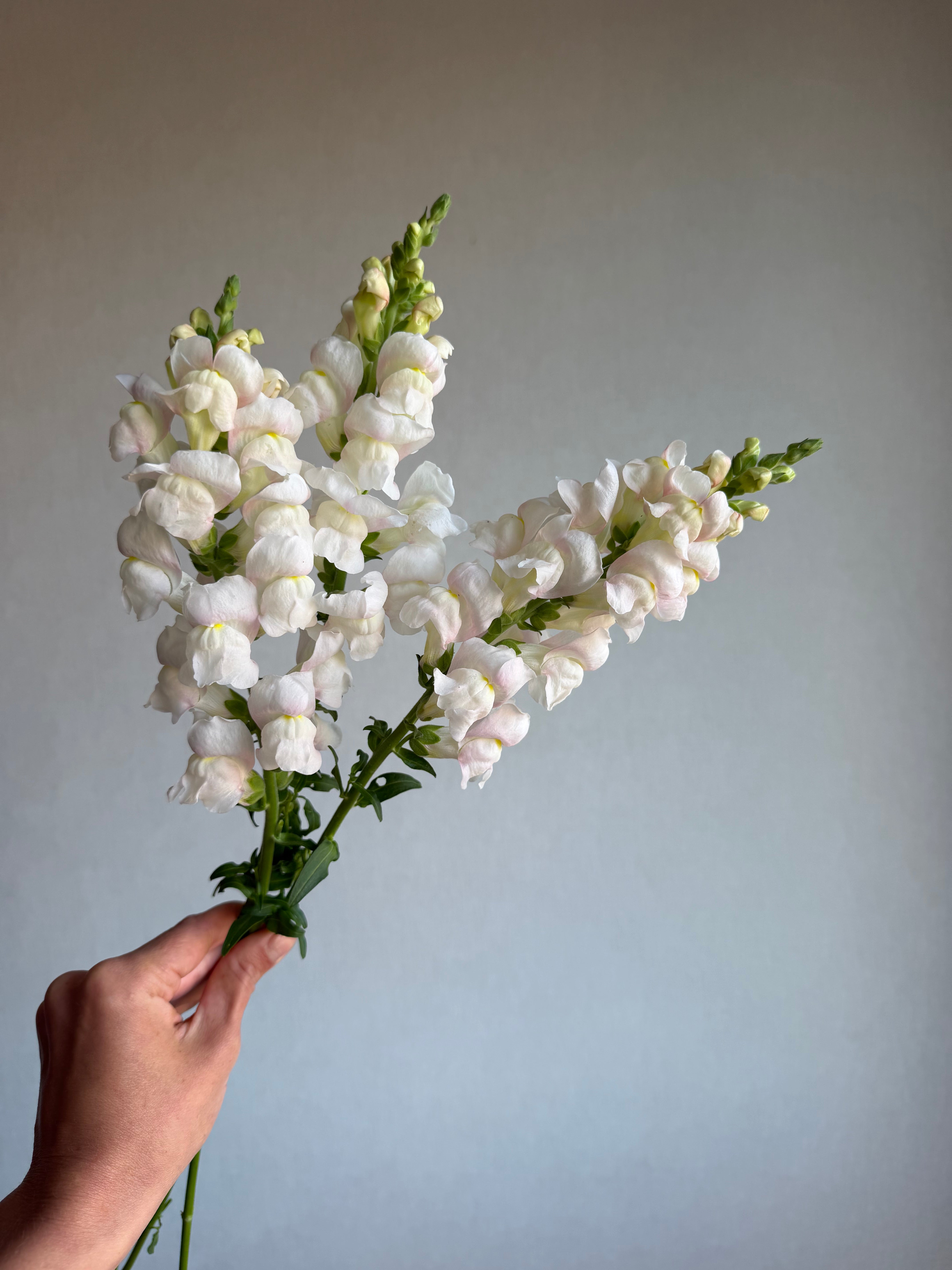 Antirrhinum Avignon Silver-FluffyFlower