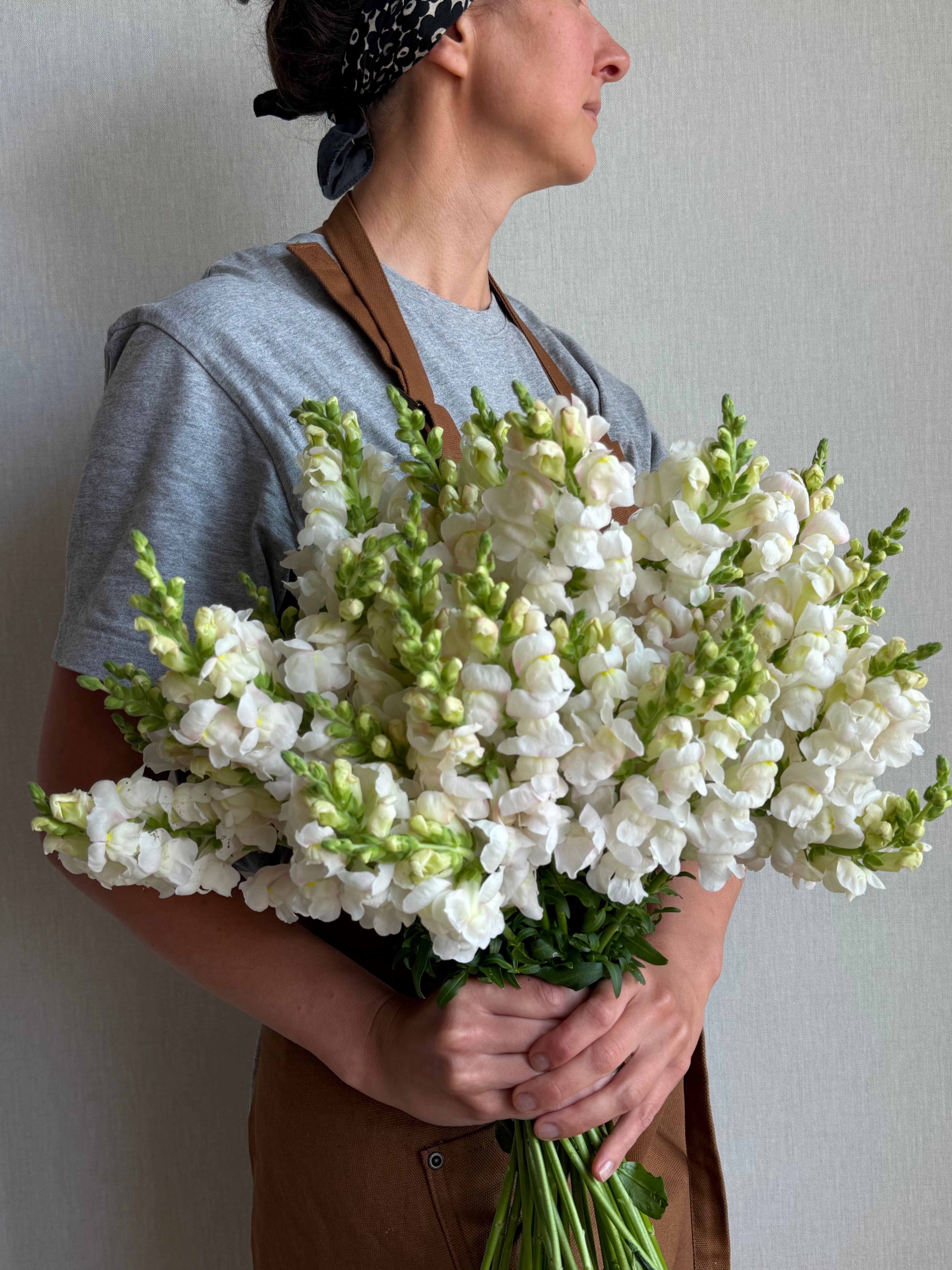 Antirrhinum Avignon Silver-FluffyFlower
