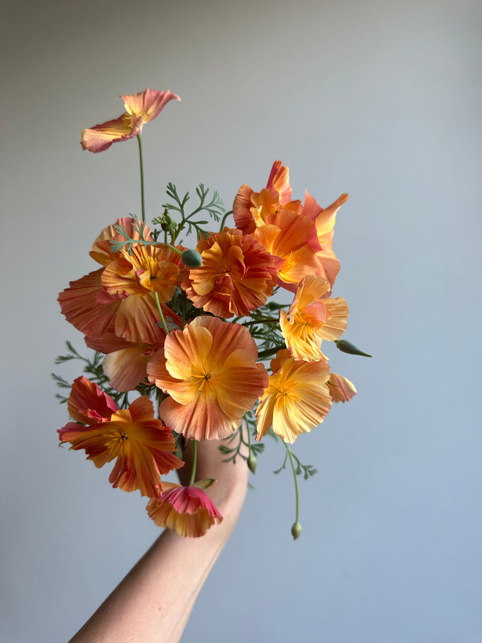 California Poppy Apricot Chiffon (Eschscholzia)