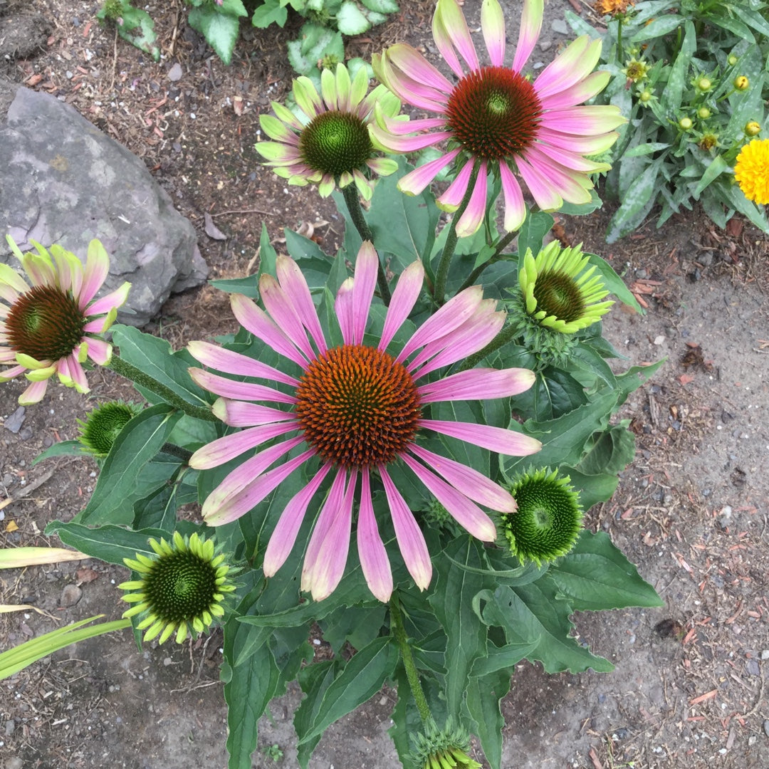 Echinacea purpurea Green Twister