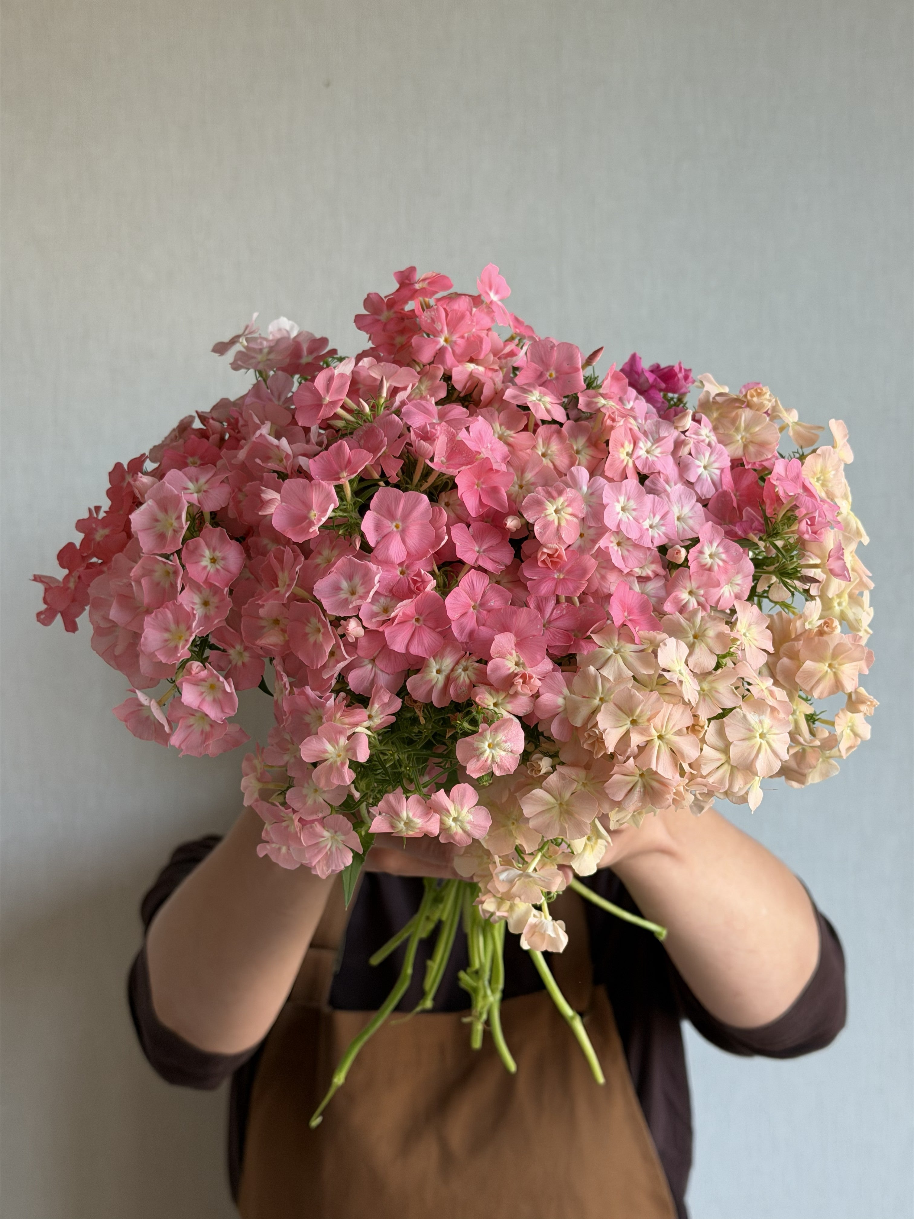 Phlox Coral Reef-FluffyFlower
