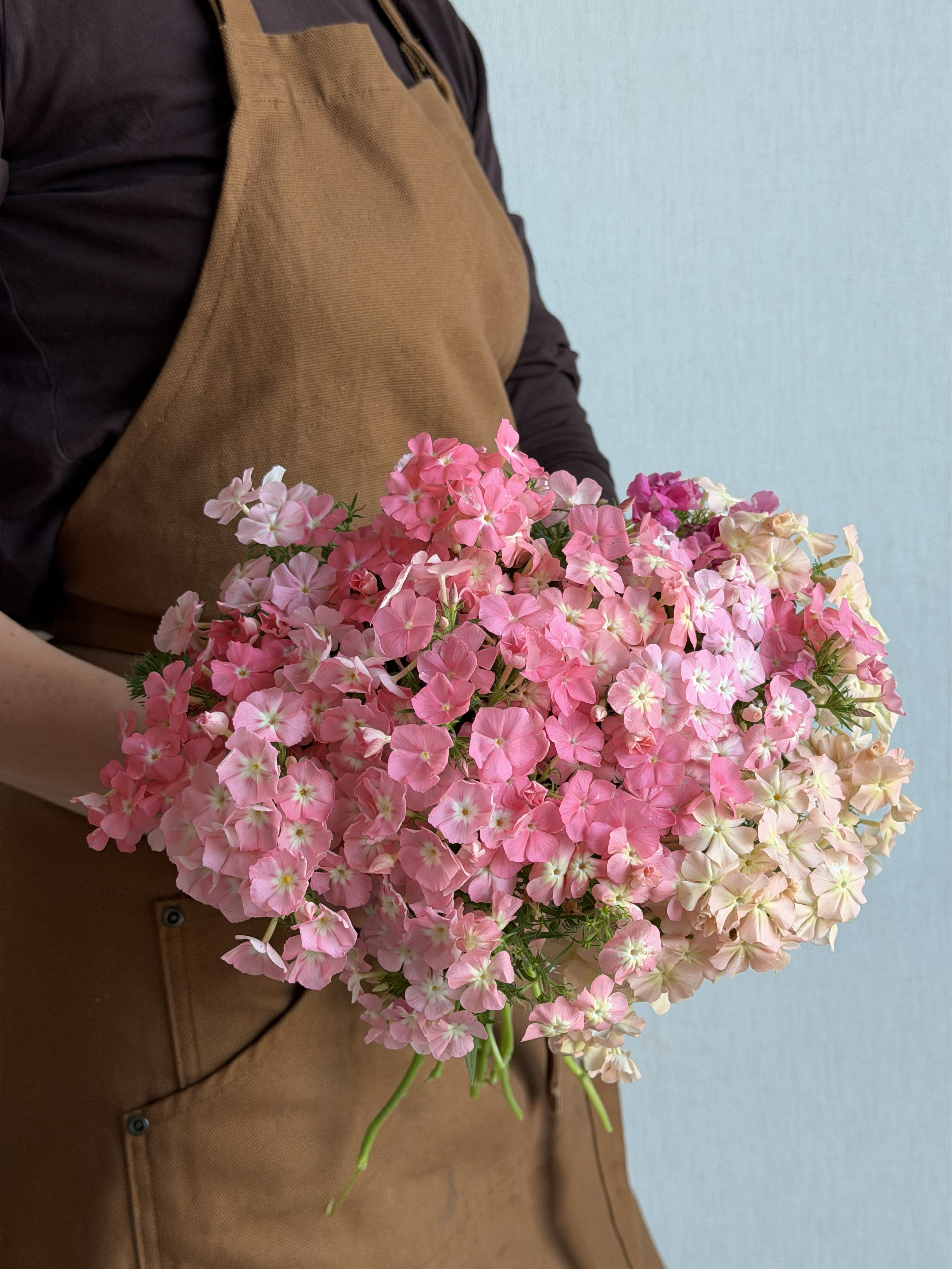 Phlox Coral Reef-FluffyFlower