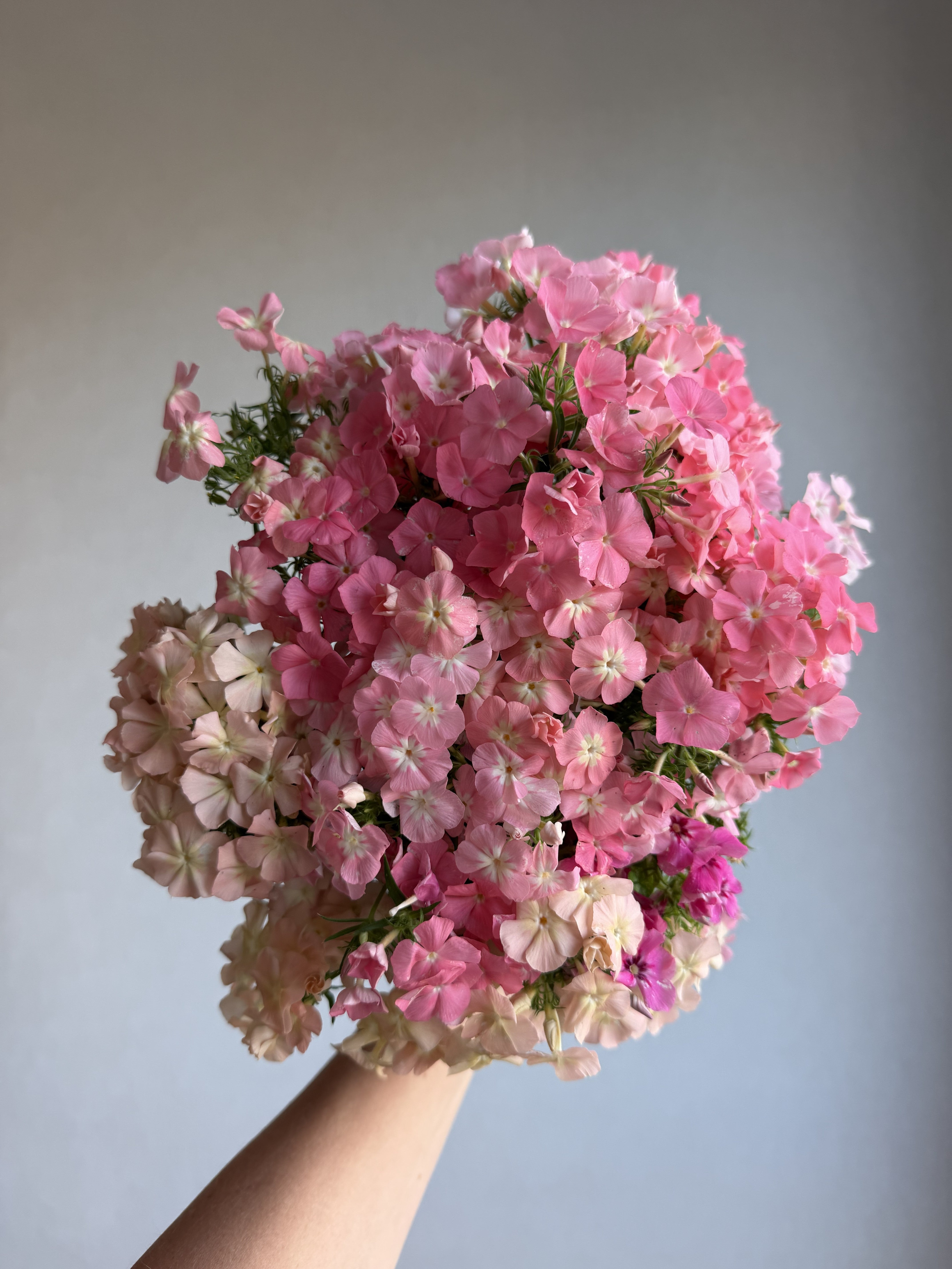 Phlox Coral Reef-FluffyFlower