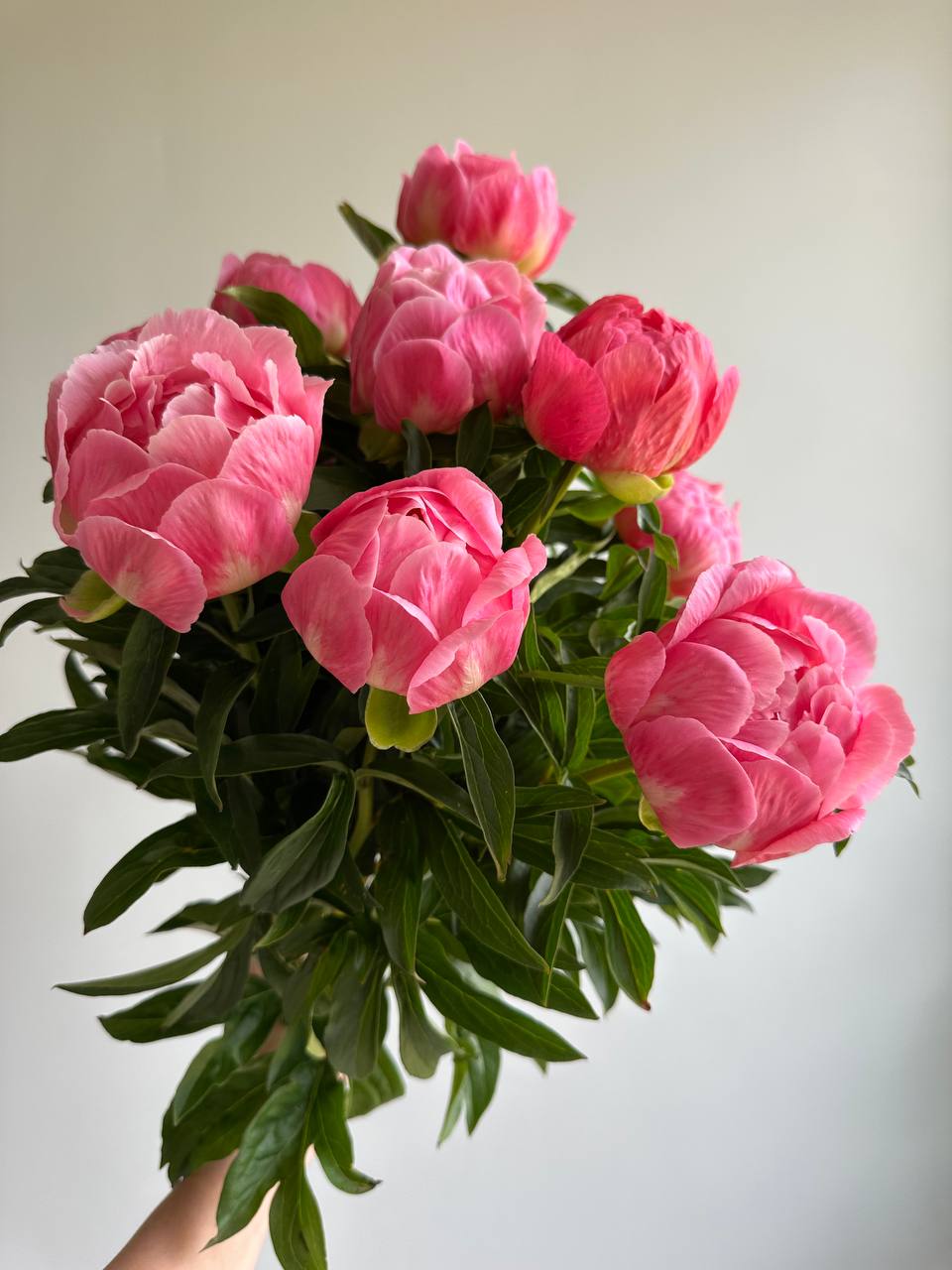 Peony Coral Charm