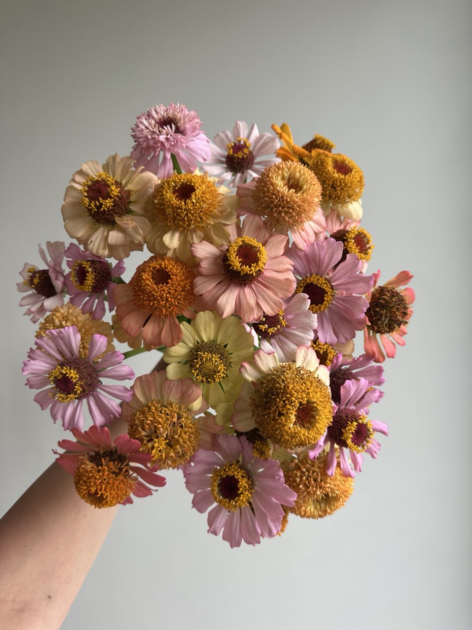 Zinnia Zinderella Pastel