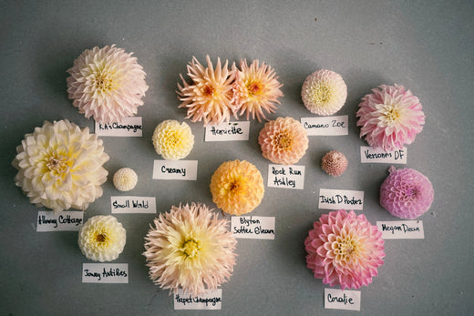 Dahlias in 2025: Trends, New Varieties, and Inspiration for Flower Enthusiasts