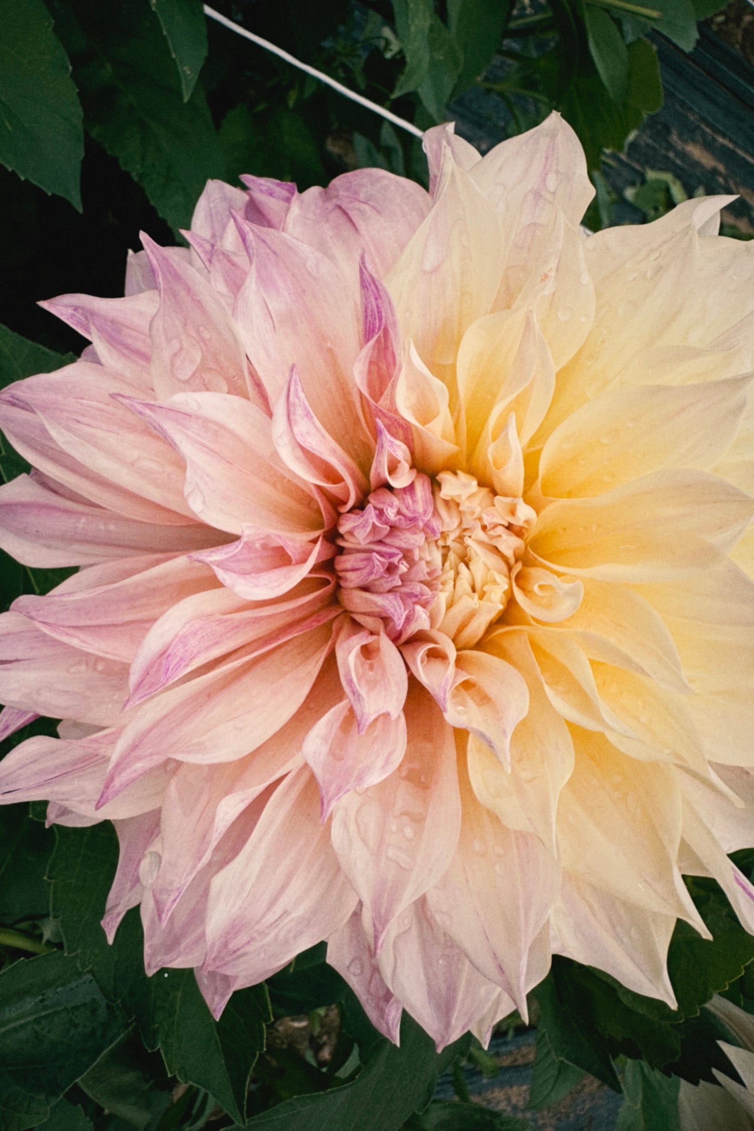 Chimeras in Dahlias – What Are They, and Can You Create a New Variety?