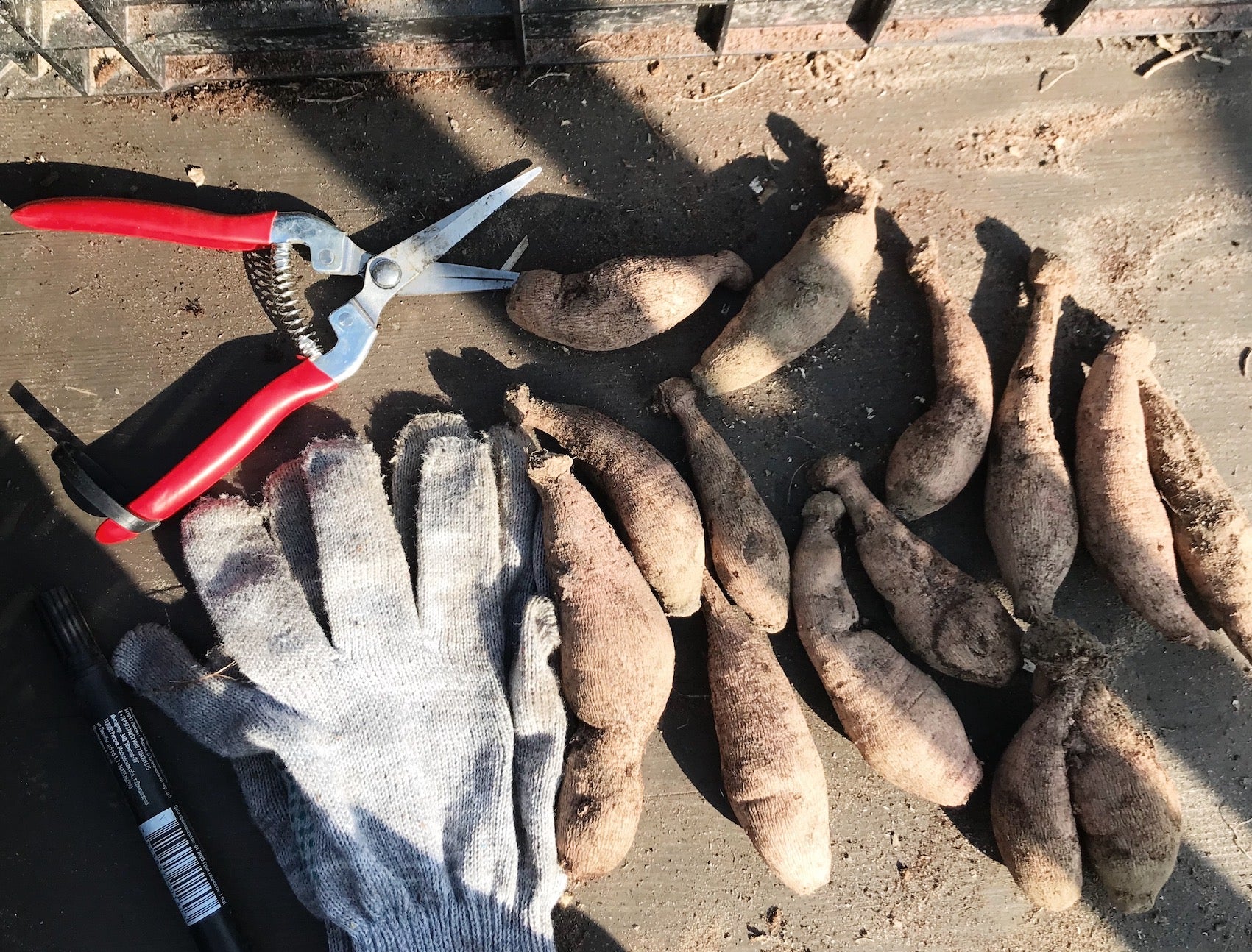 How to Dig Up and Store Dahlia Tubers Until Spring