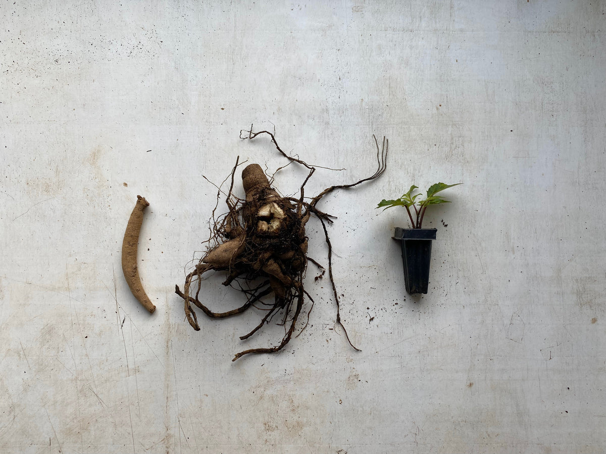 Dahlia Tuber Divisions, Dahlia Tuber Clumps and Dahlia Rooted Cuttings: What's the difference?