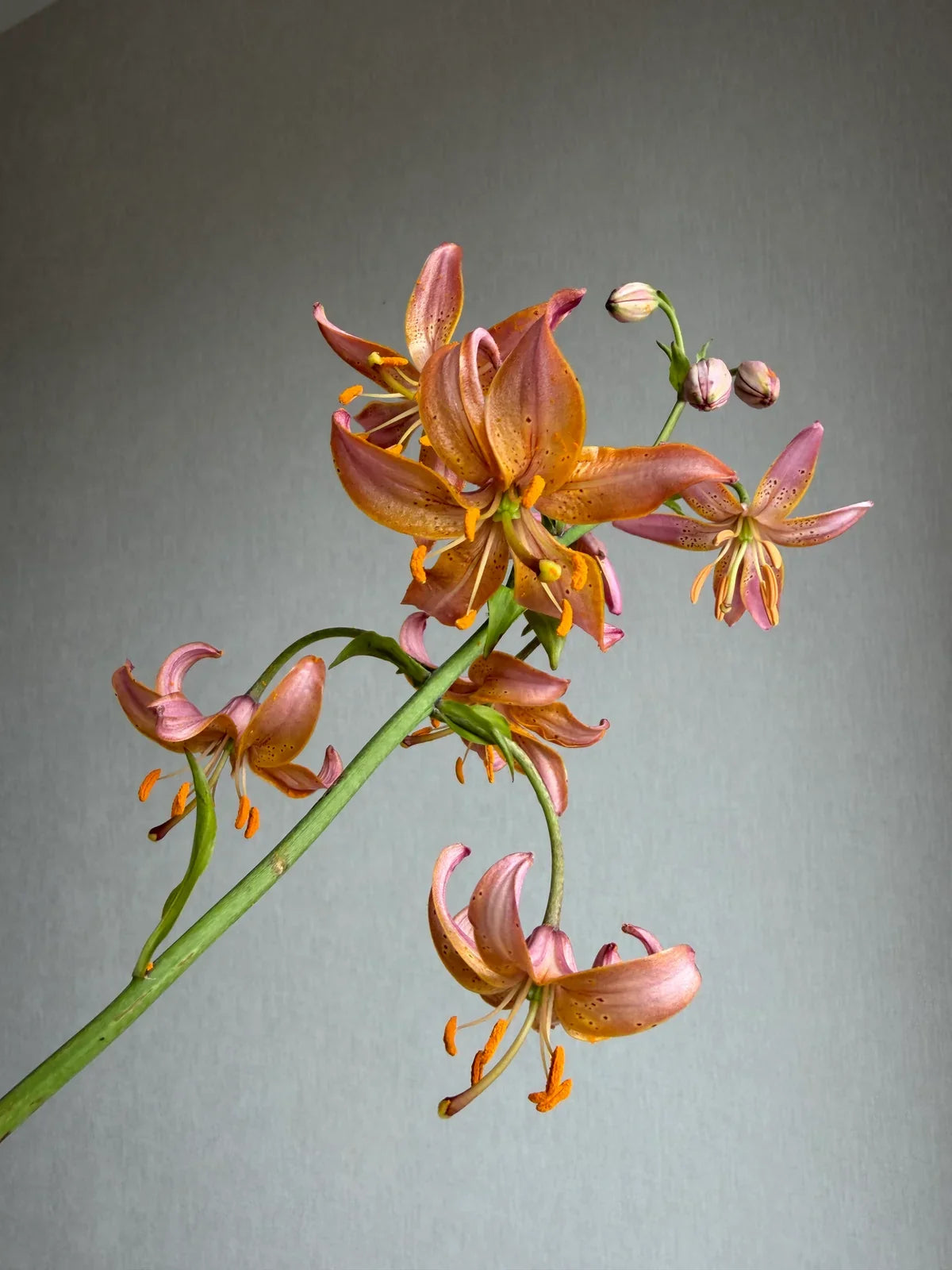 Tips for growing martagon lilies