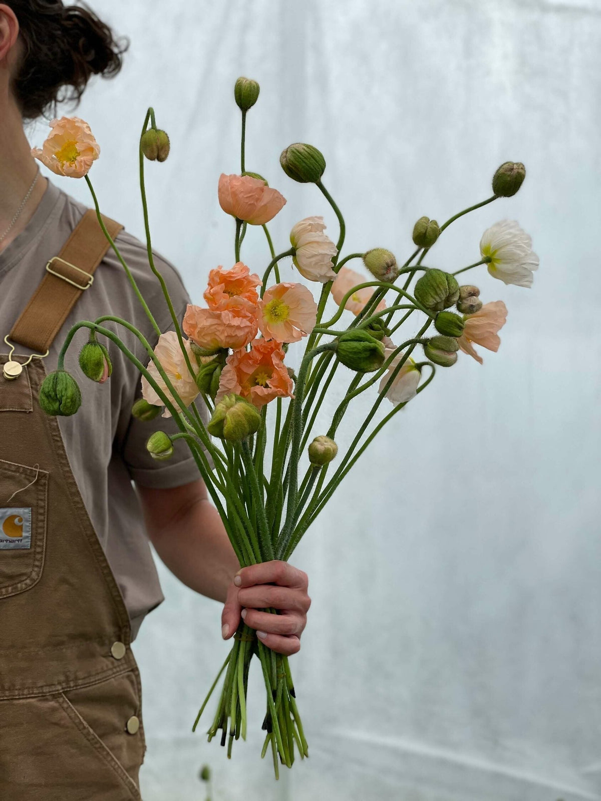 How to Grow Iceland Poppies from Seed