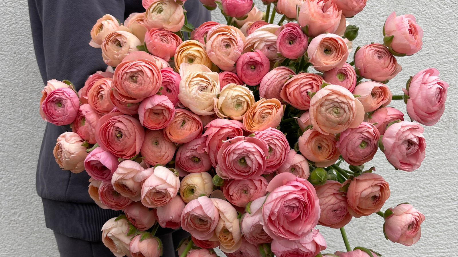 How to grow ranunculus and anemones