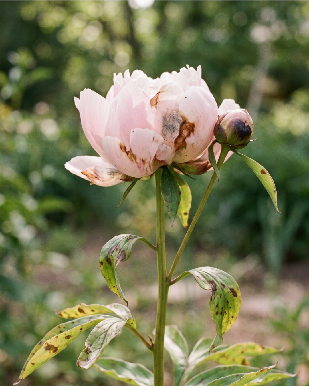 Botrytis and Nematodes in Peonies: Identification and Prevention