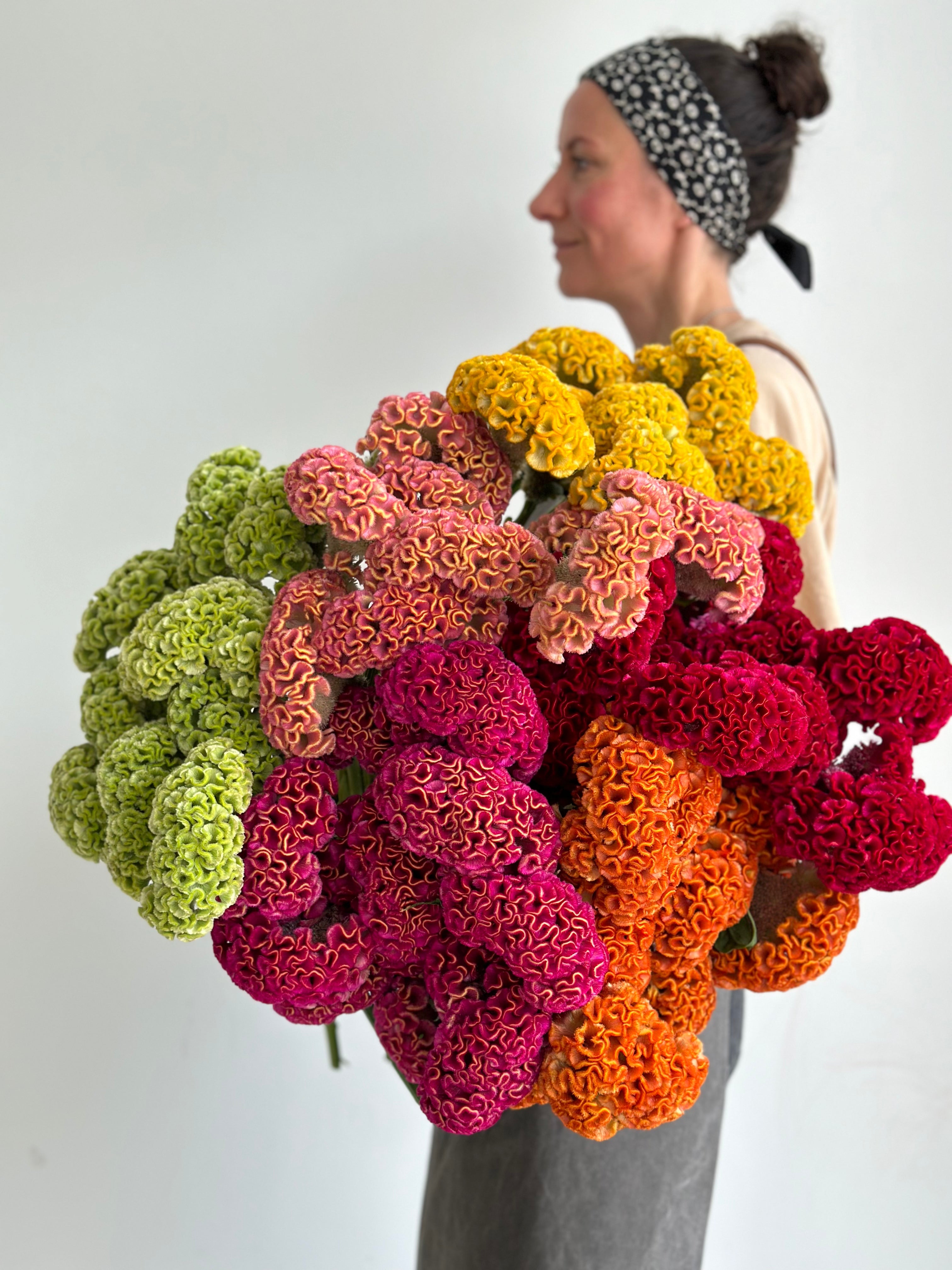 Celosia
