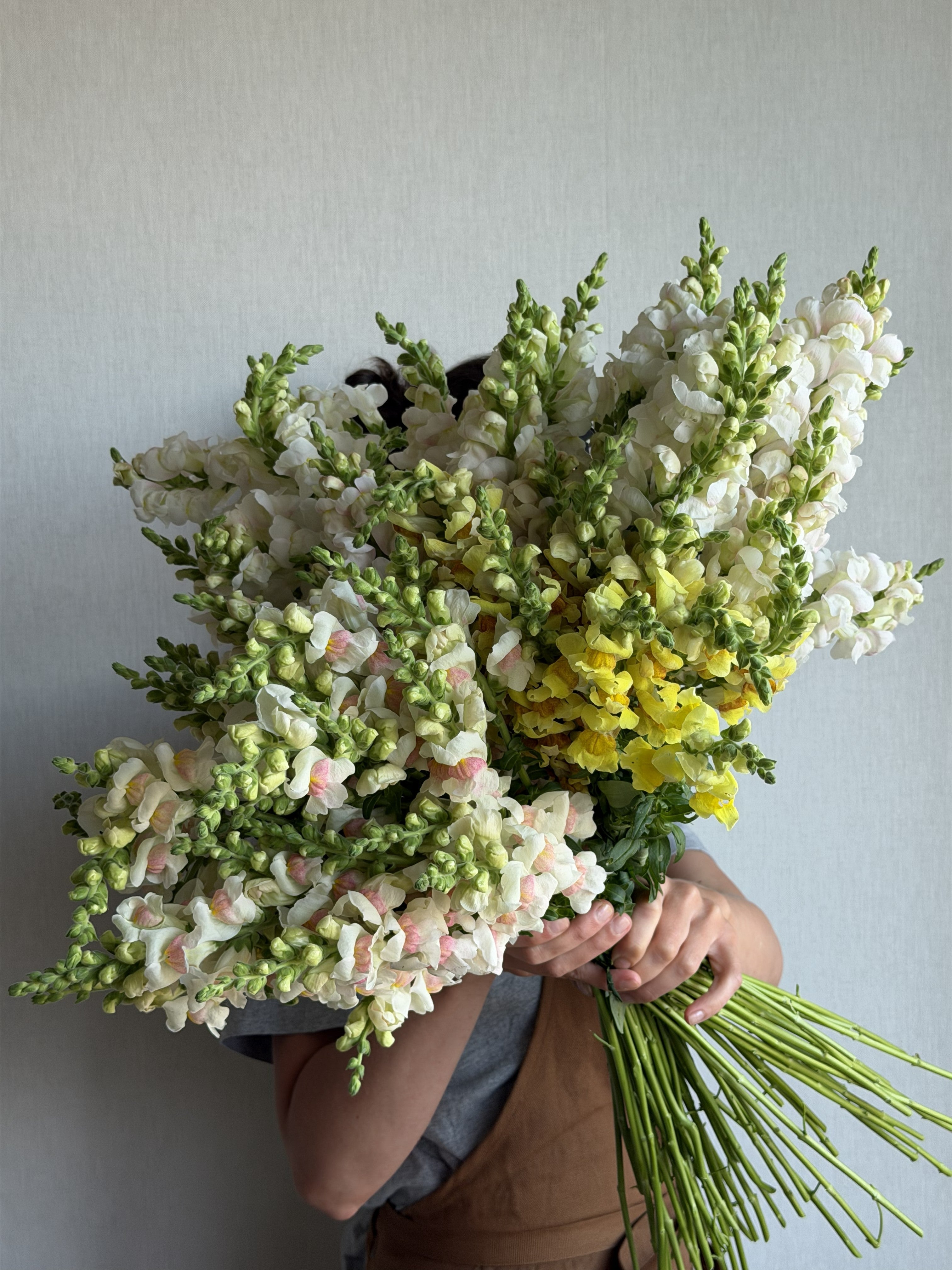 Snapdragon