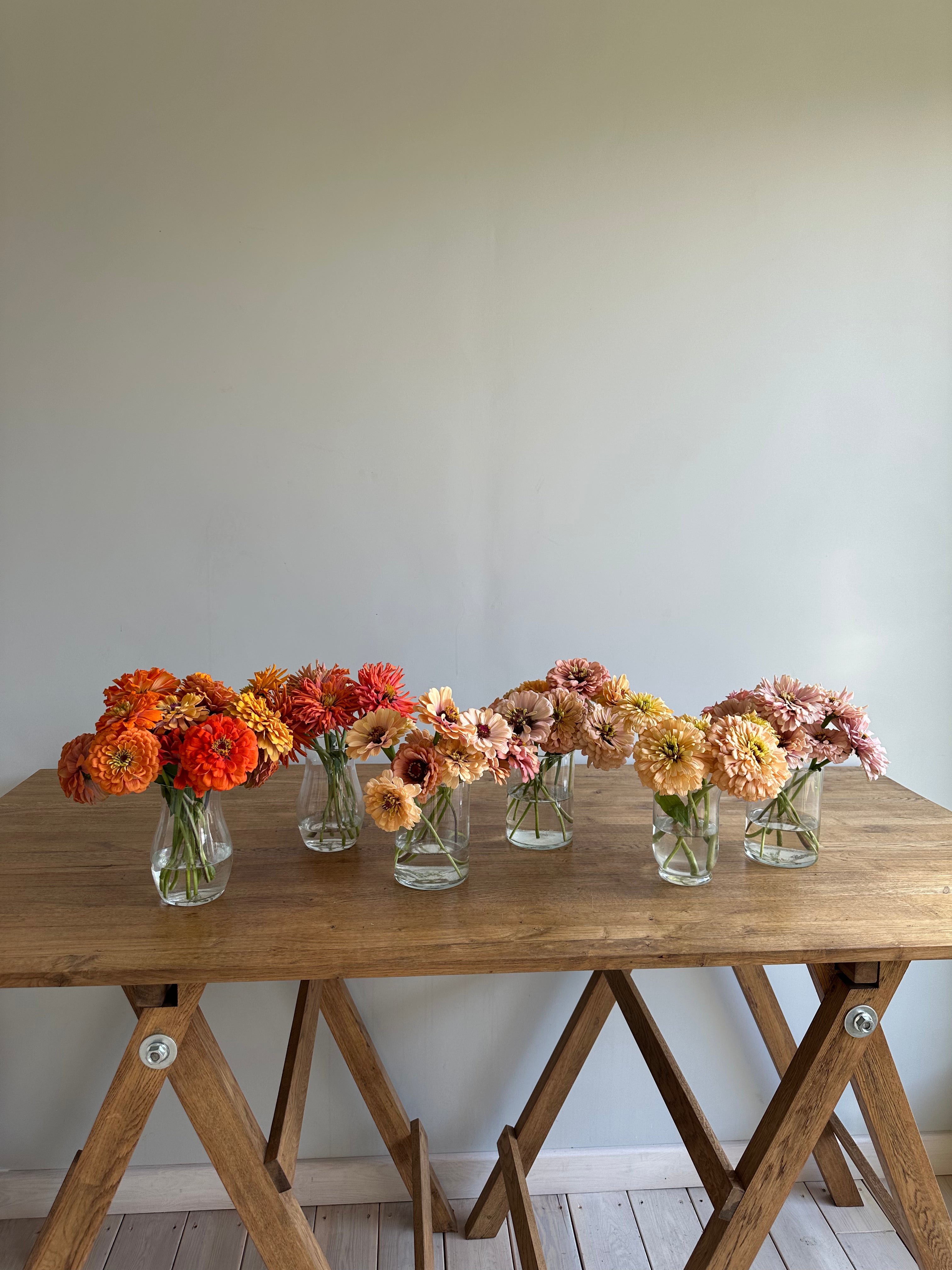 Zinnias