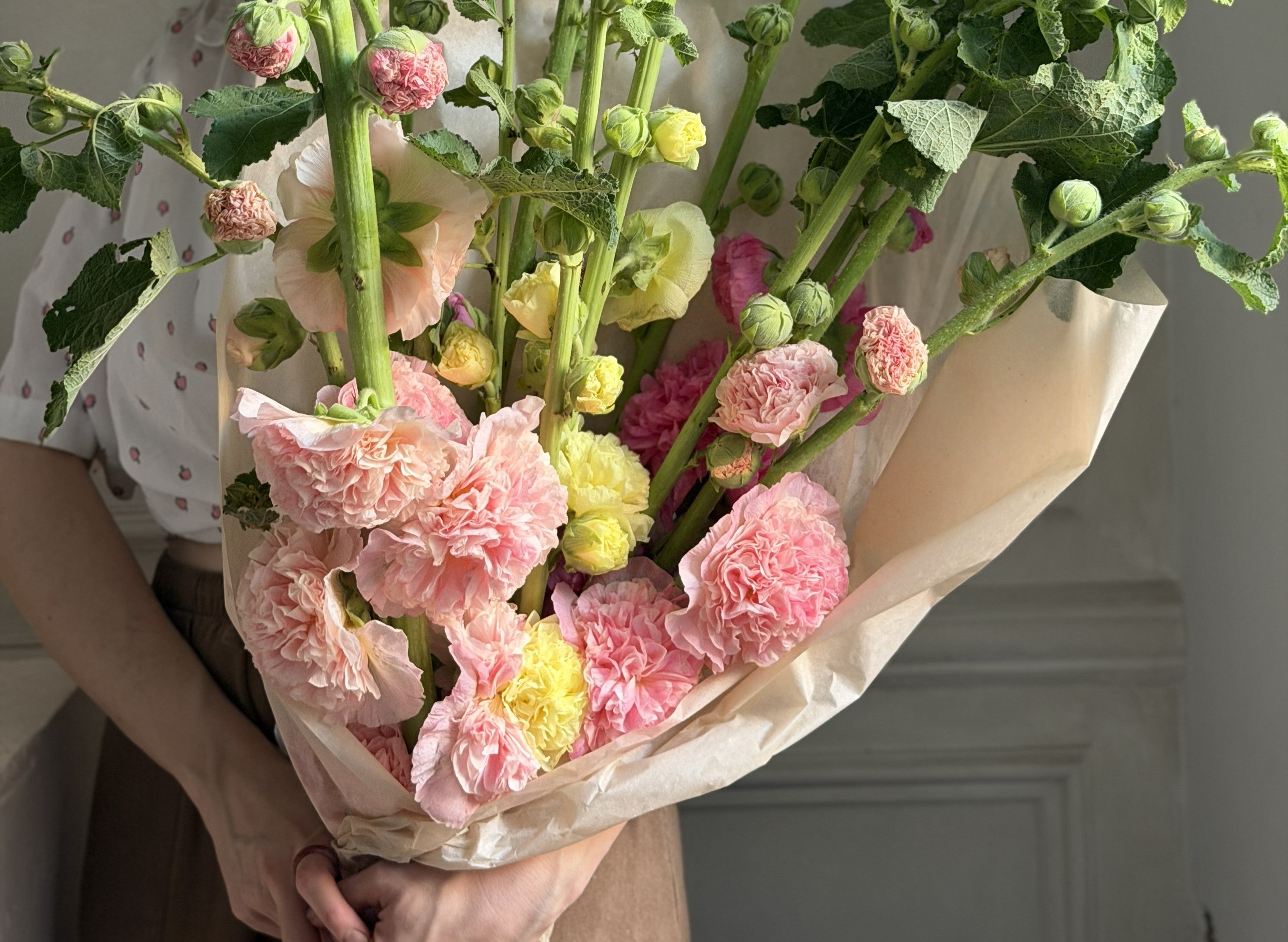 Hollyhock (alcea)