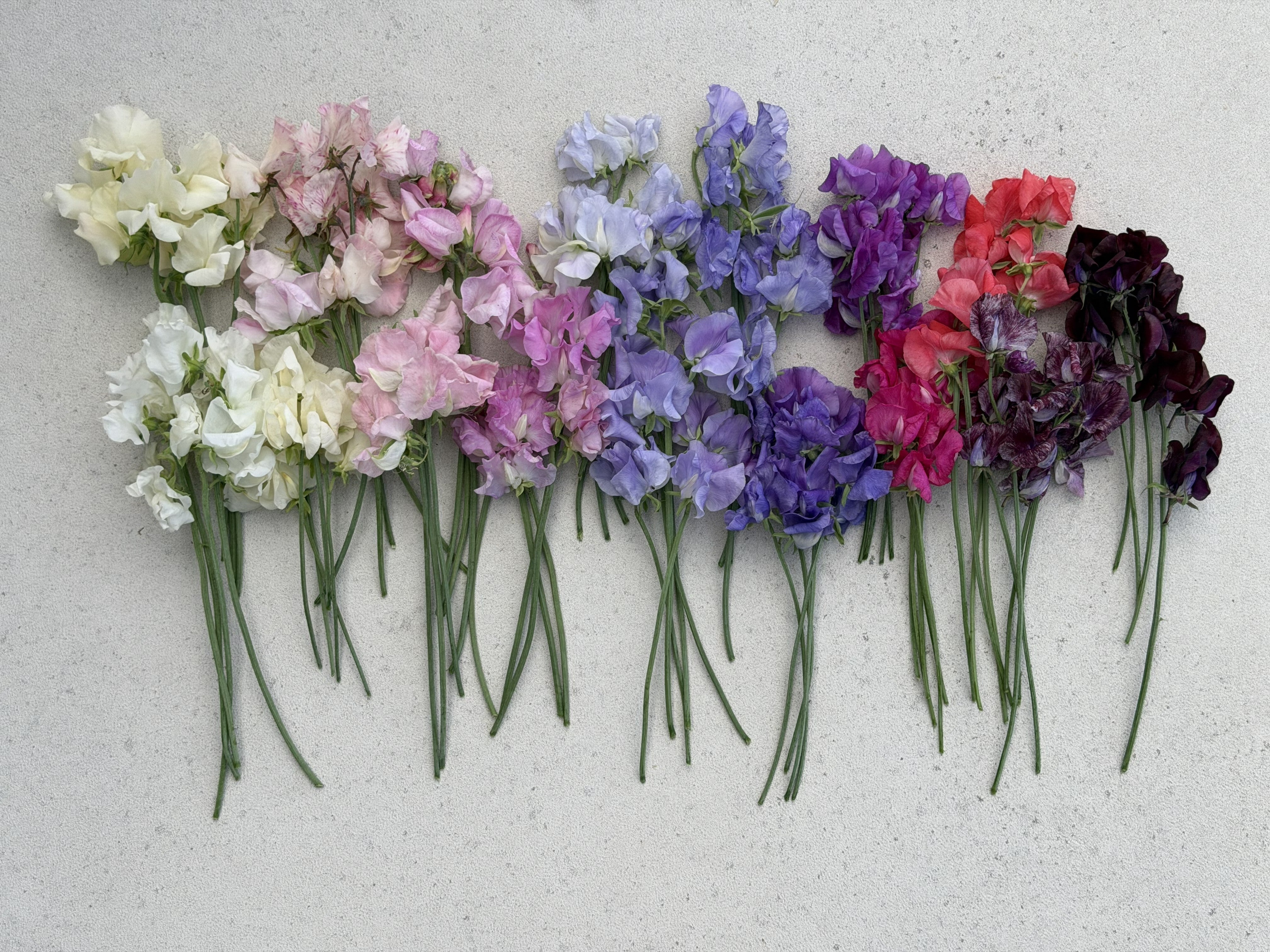 Sweet Pea