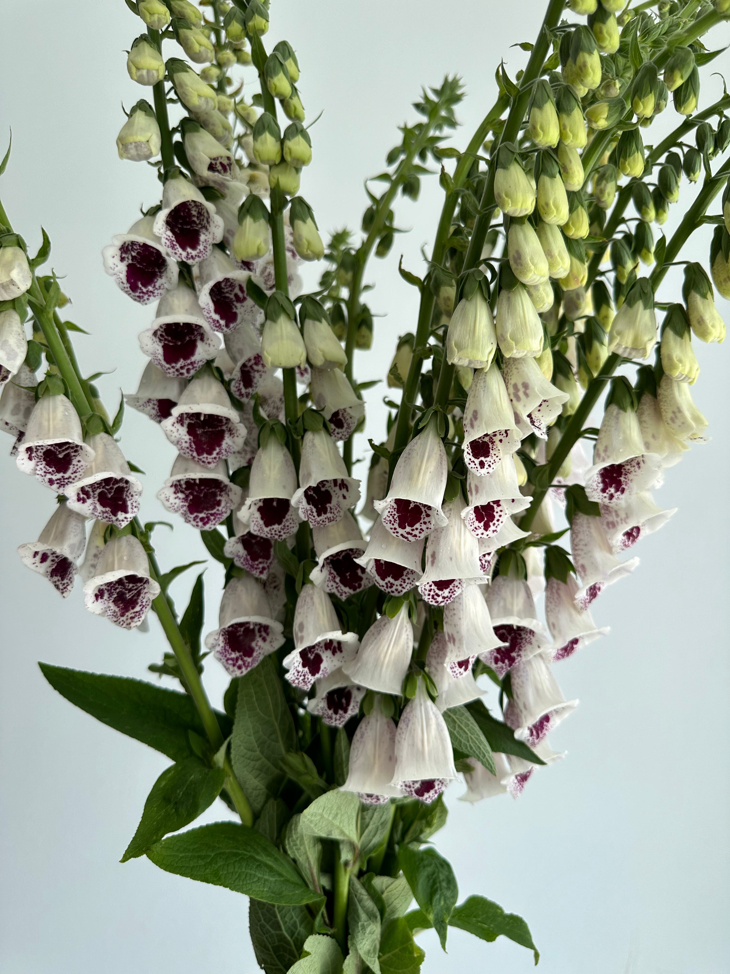Digitalis