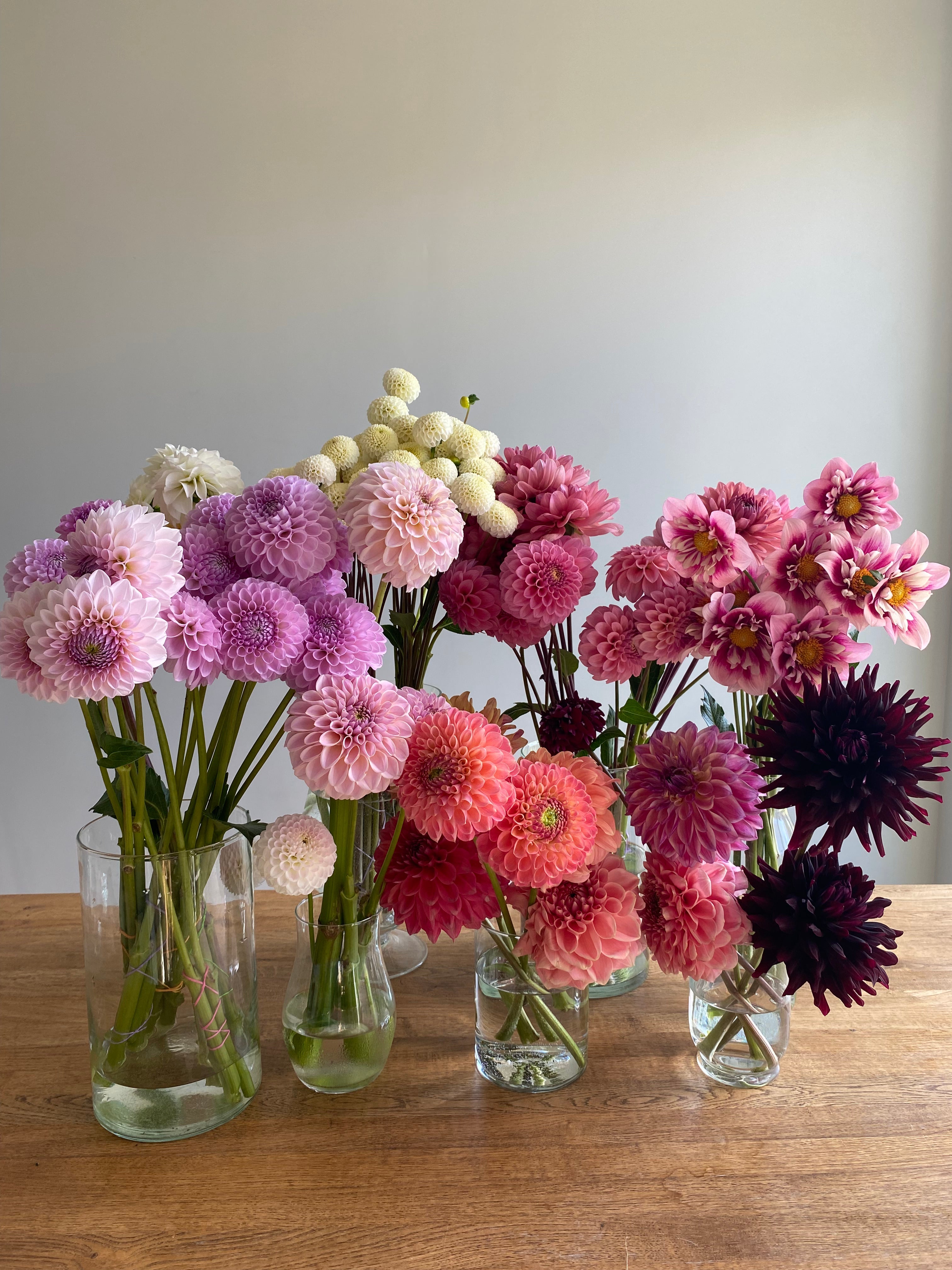 Unicorn dahlias rooted cuttings