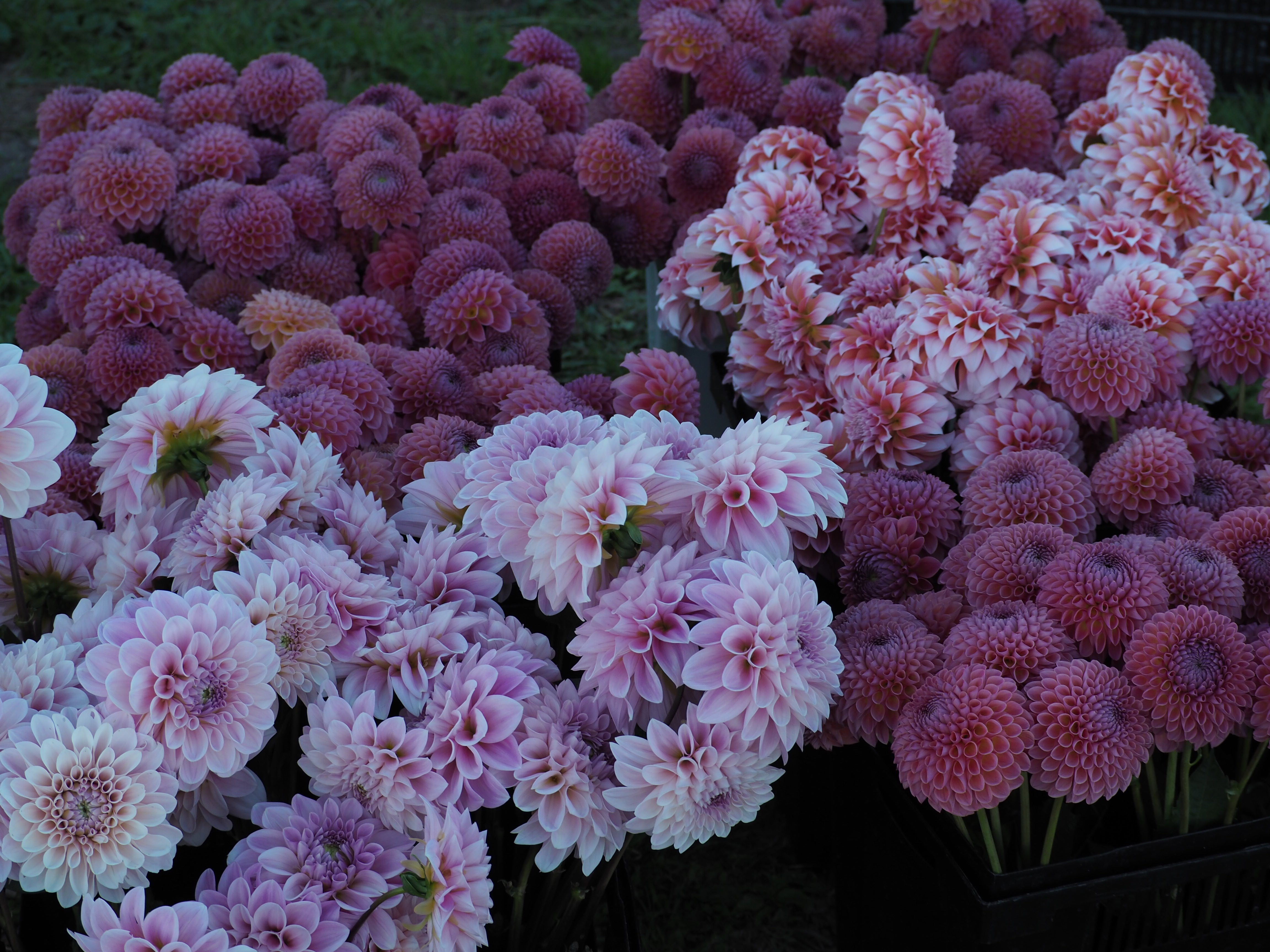 あなたにおすすめの商品 売約済み 帯飾り〈Une fleur・Dahlia・葡萄