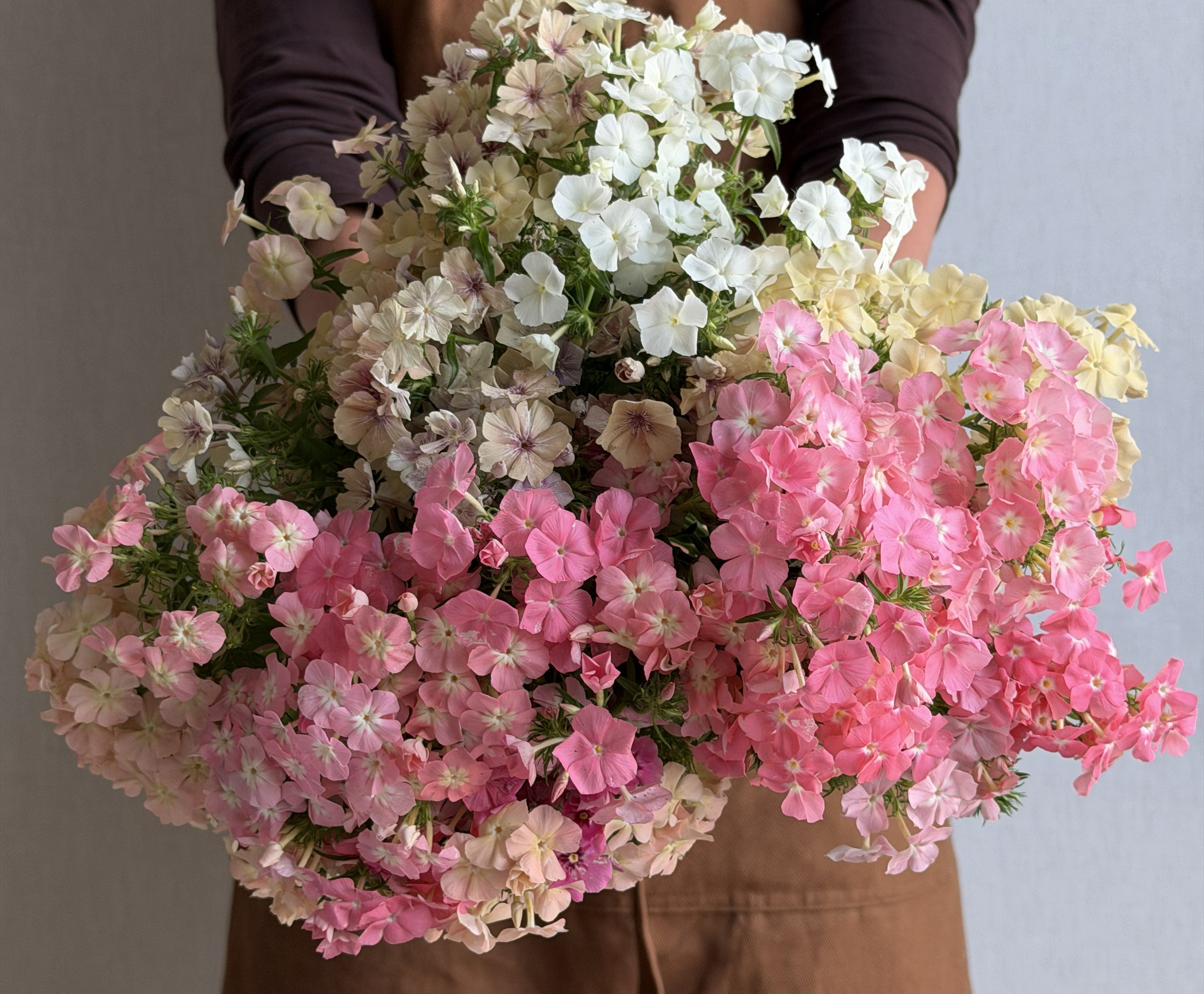 Phlox drummondii
