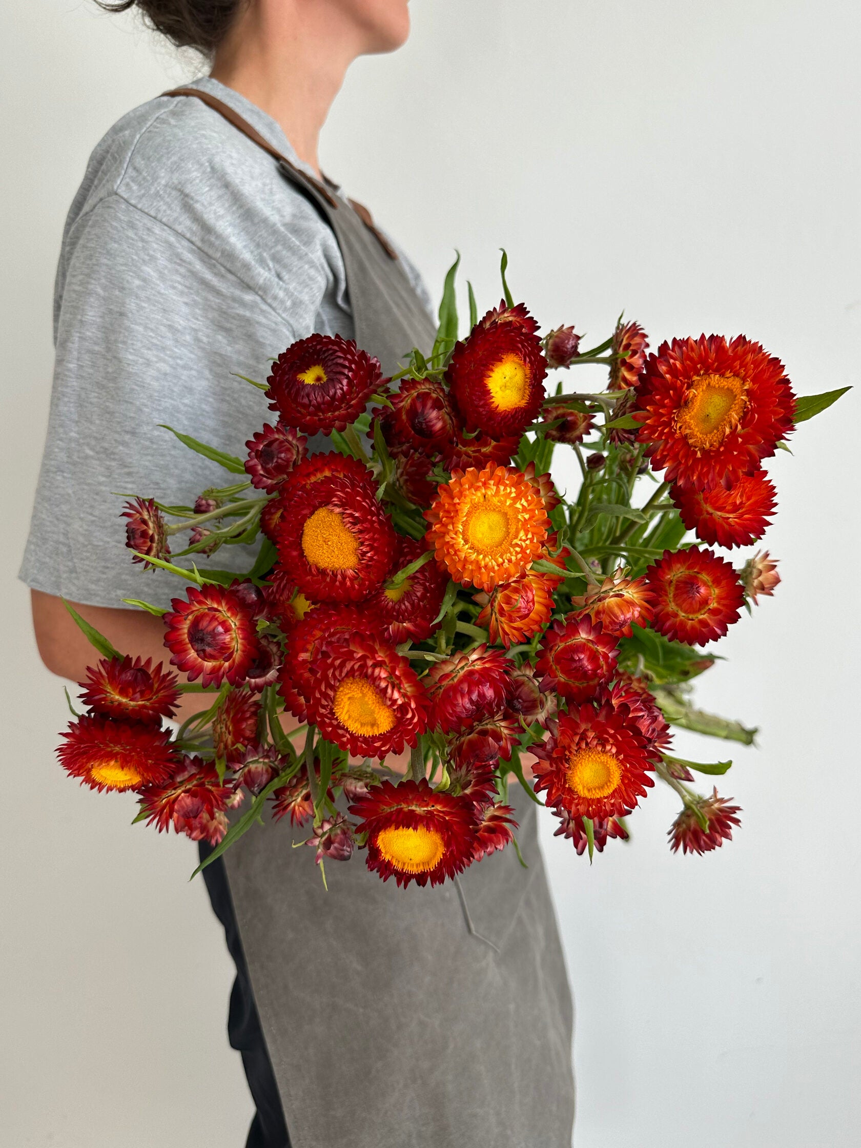 Helichrysum Scarlet