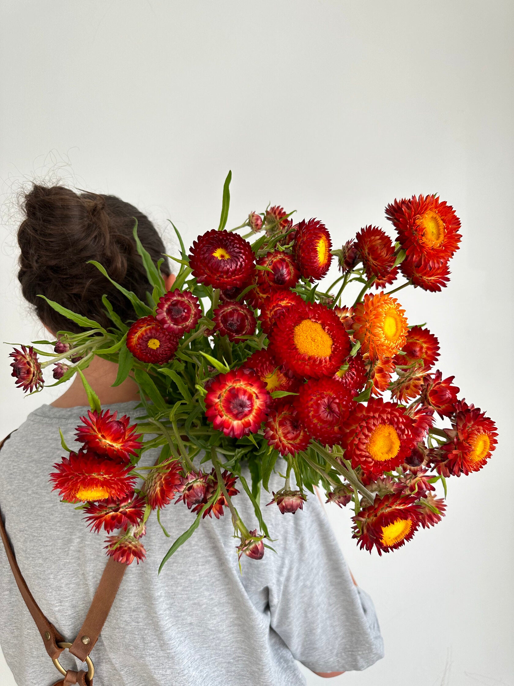 Helichrysum Scarlet