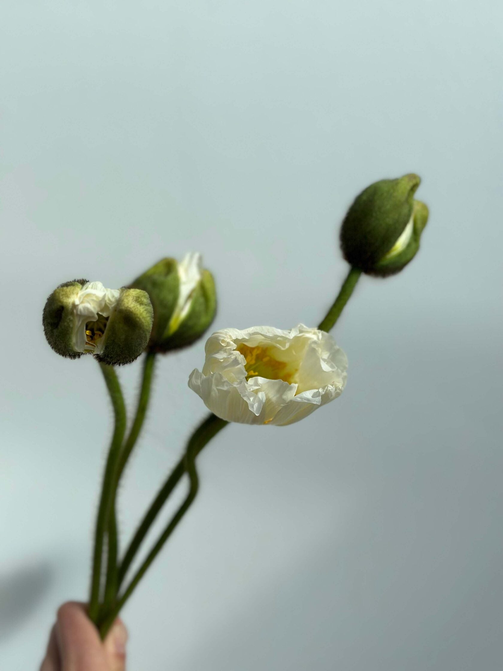Iceland Poppy Pastello White