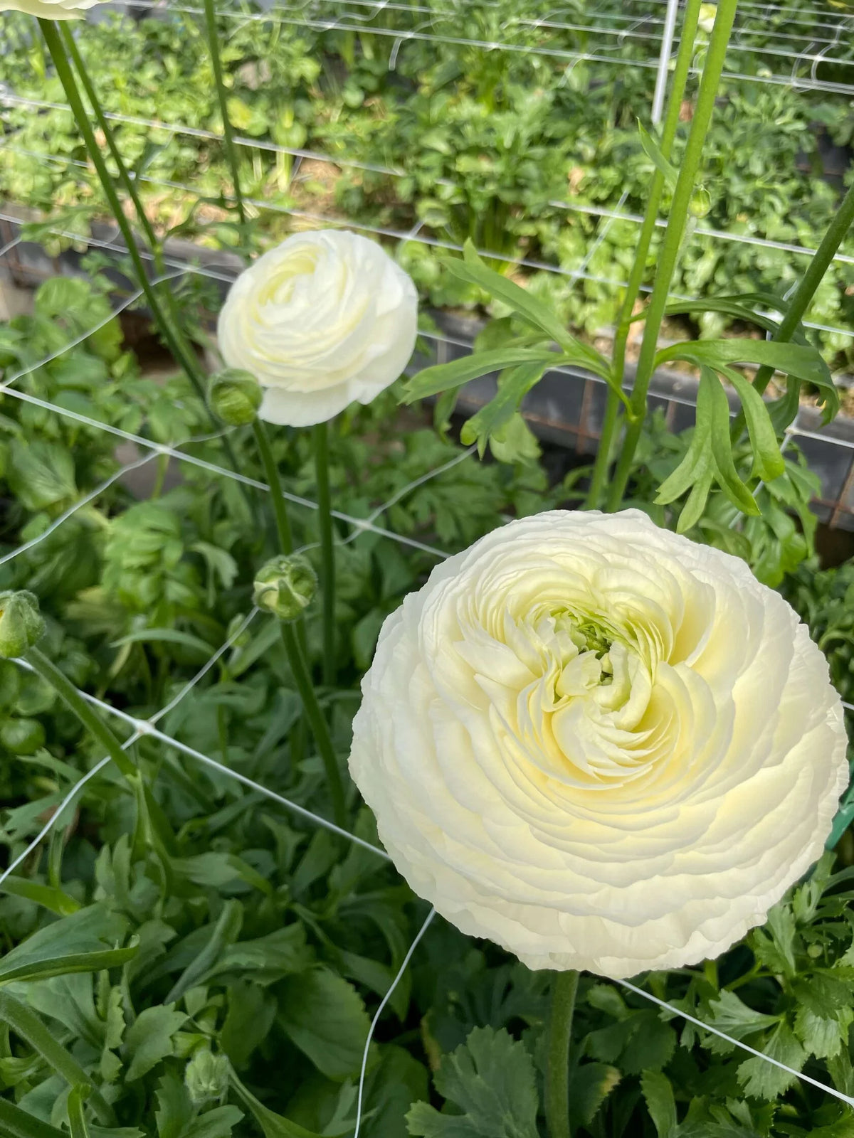 Creama Ranunculus Ranunculus Crema