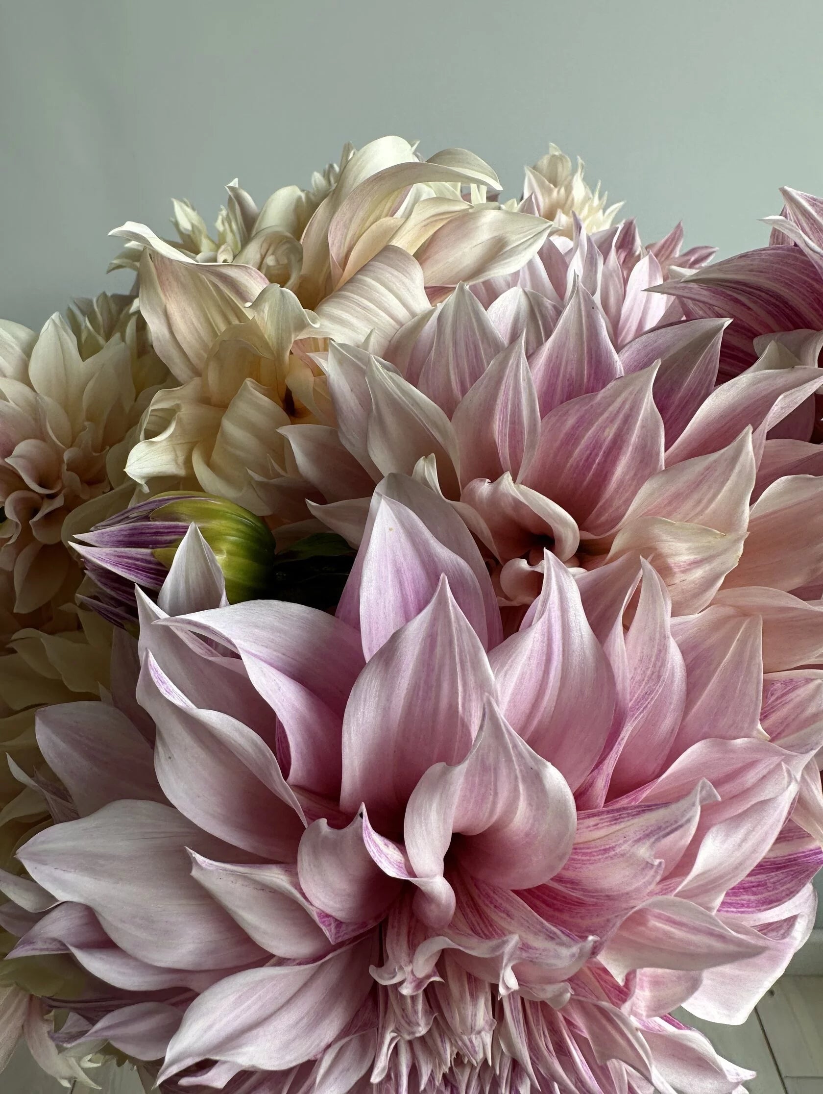 Dahlia Cafe au Lait