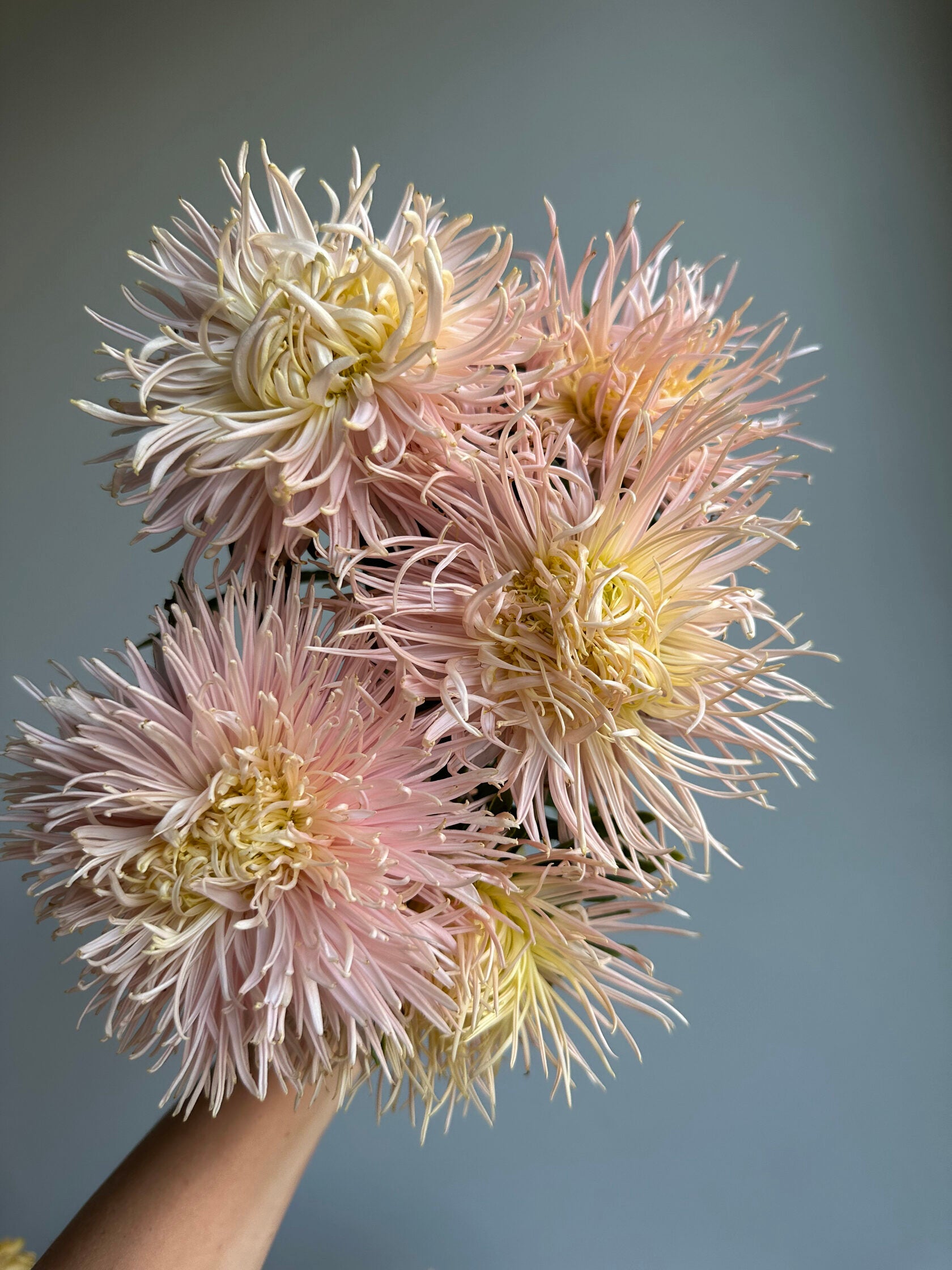 Aster Valkyrie Brunhilde Chamois