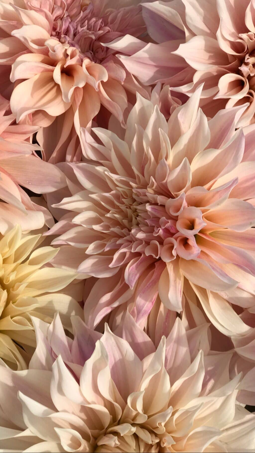 Dahlia Cafe au Lait