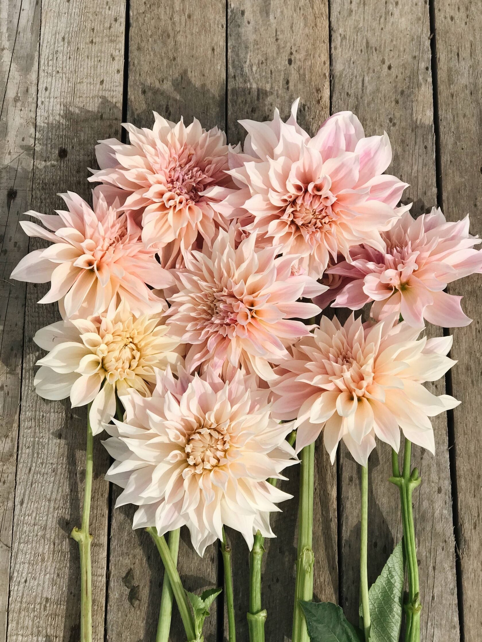 Dahlia Cafe au Lait