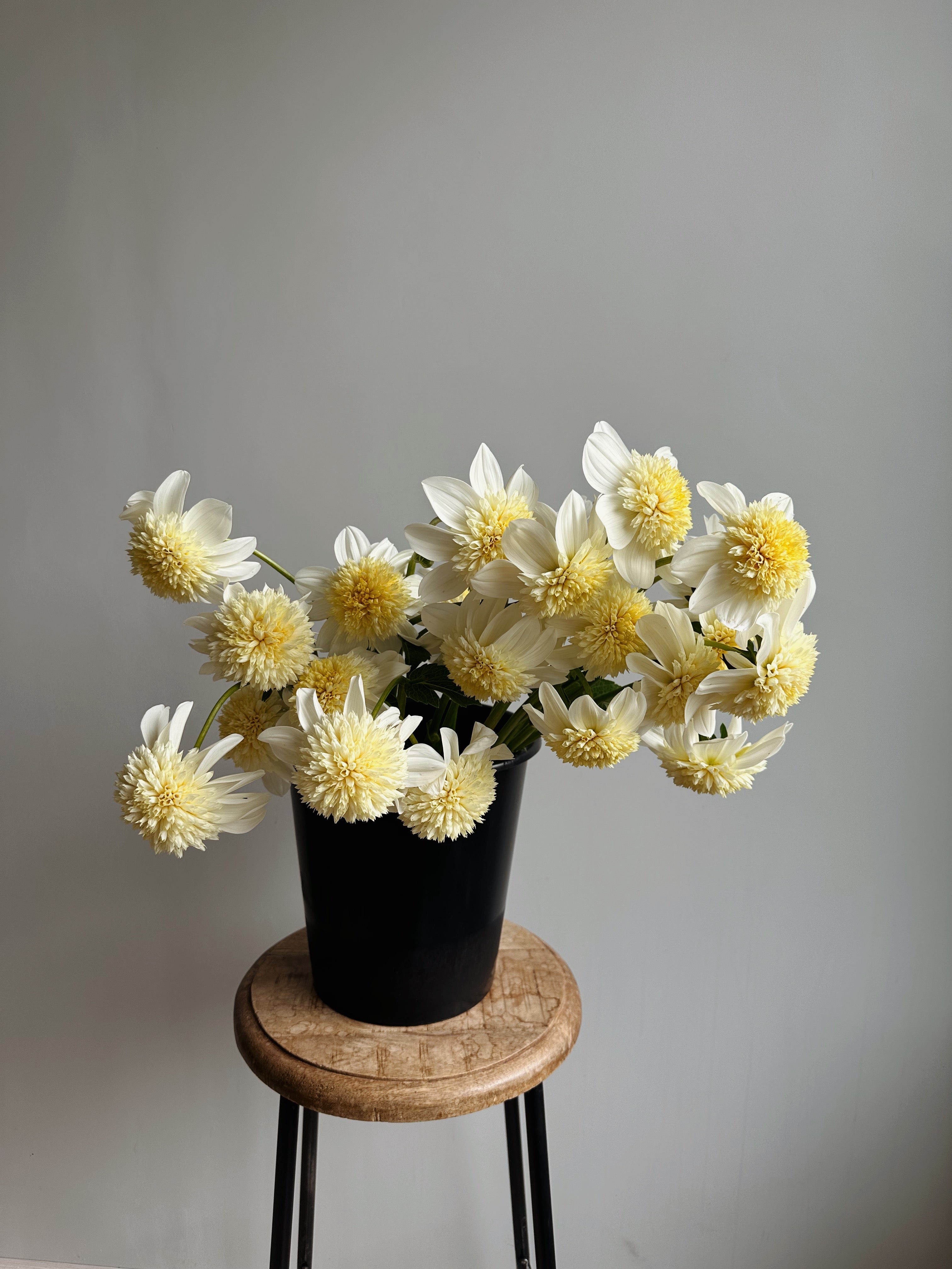 Dahlia Platinum Blonde / Fluffy Flower