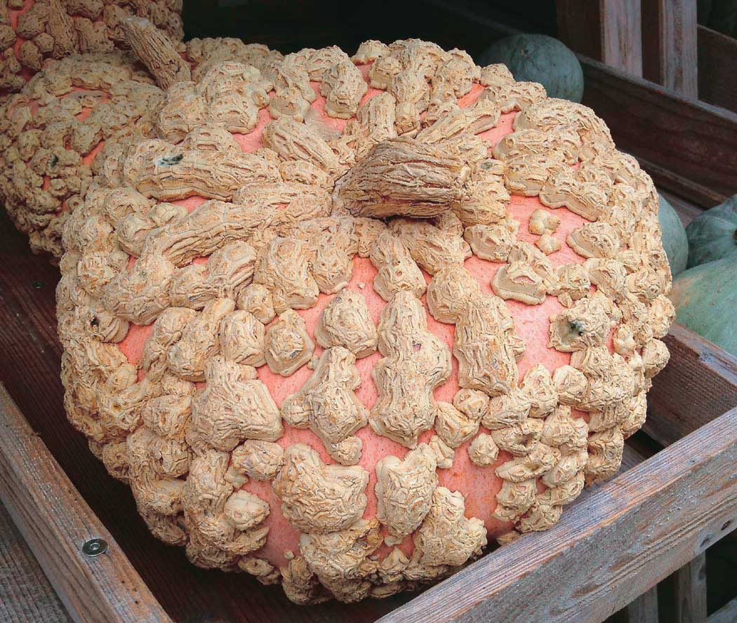 Decorative Pumpkin Galeux D'Eysines