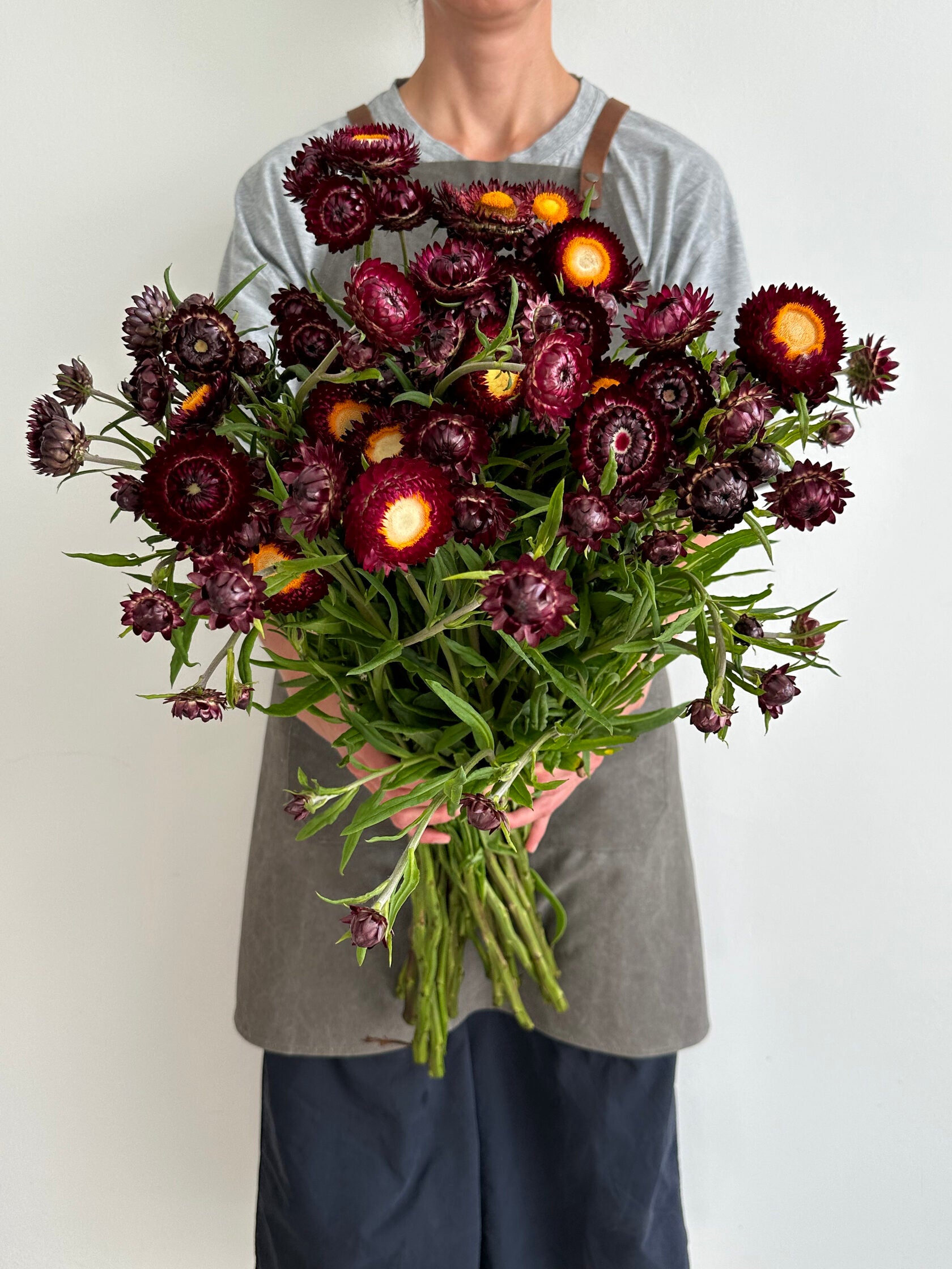 Helichrysum Purple